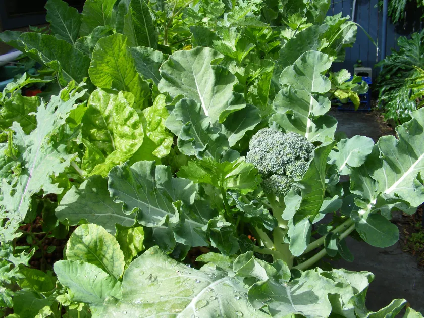 broccoli in a backyard aquaponics fish tank