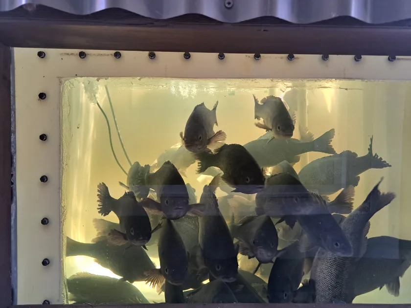 Silver perch in a backyard aquaponics fish tank