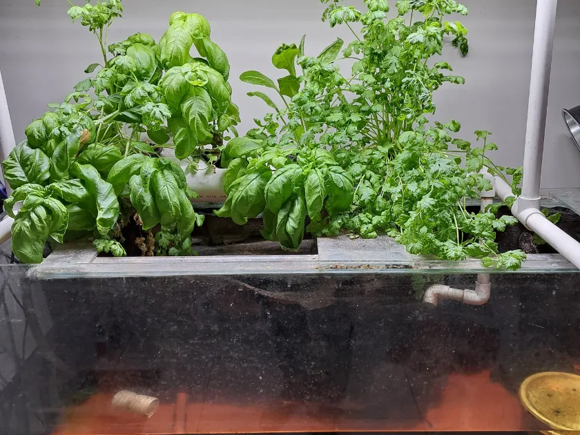 aquarium aquaponics systems showing that there is no single correct design.