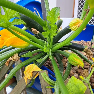 zucchini in backyard aquaponics