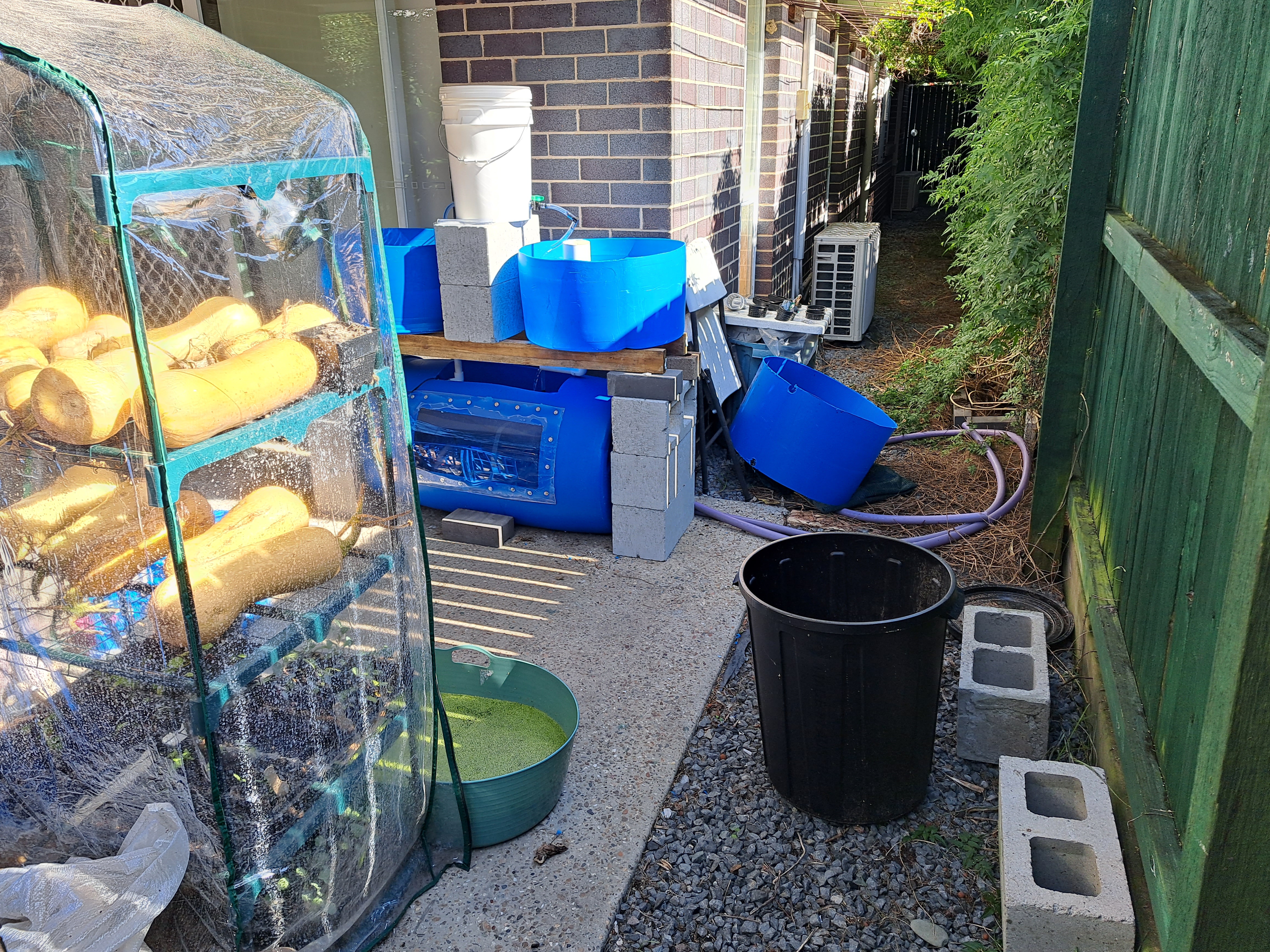 Compact backyard aquaponics system in a small suburban yard.