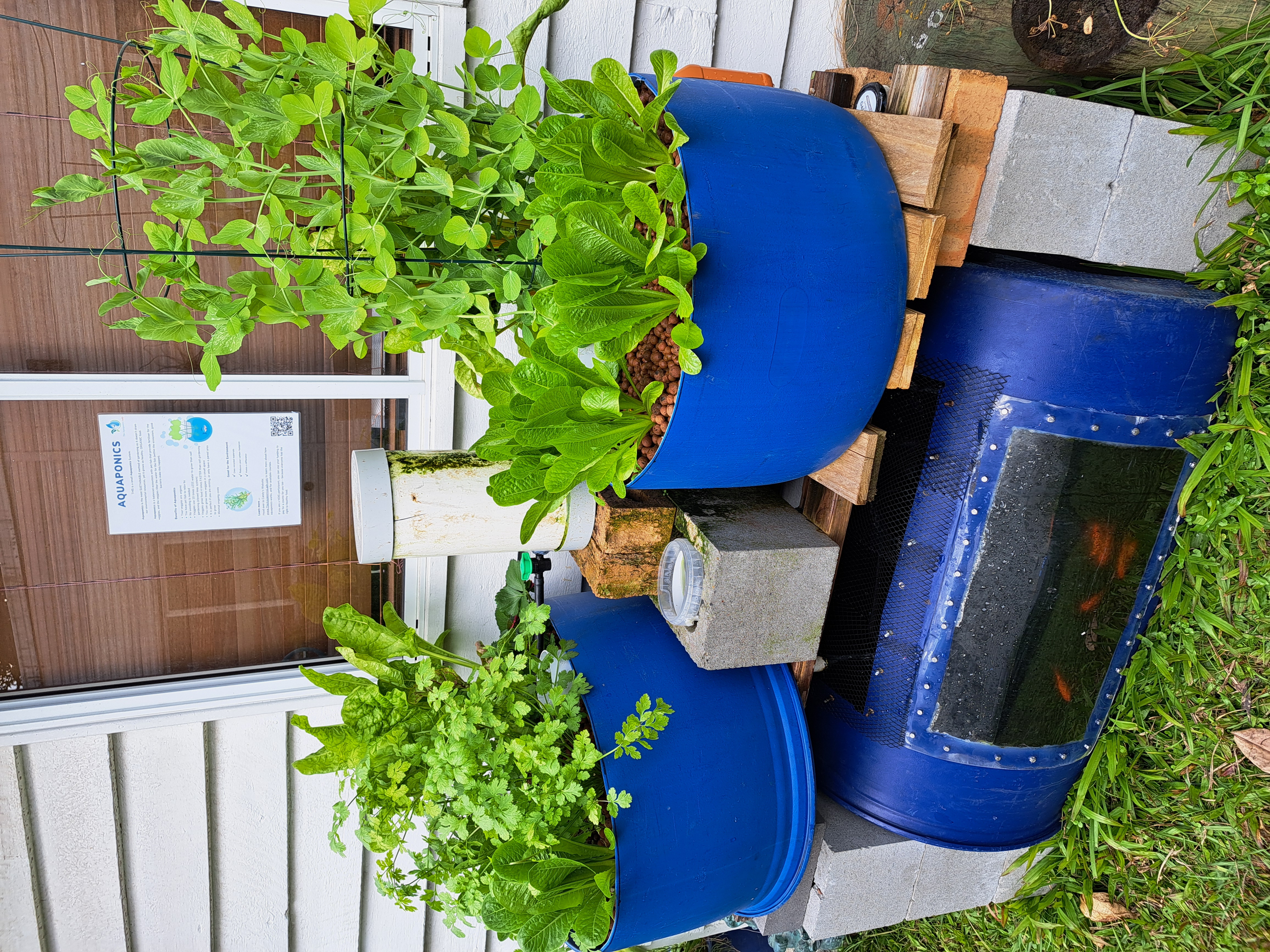 Small backyard aquaponics system beside a fence.