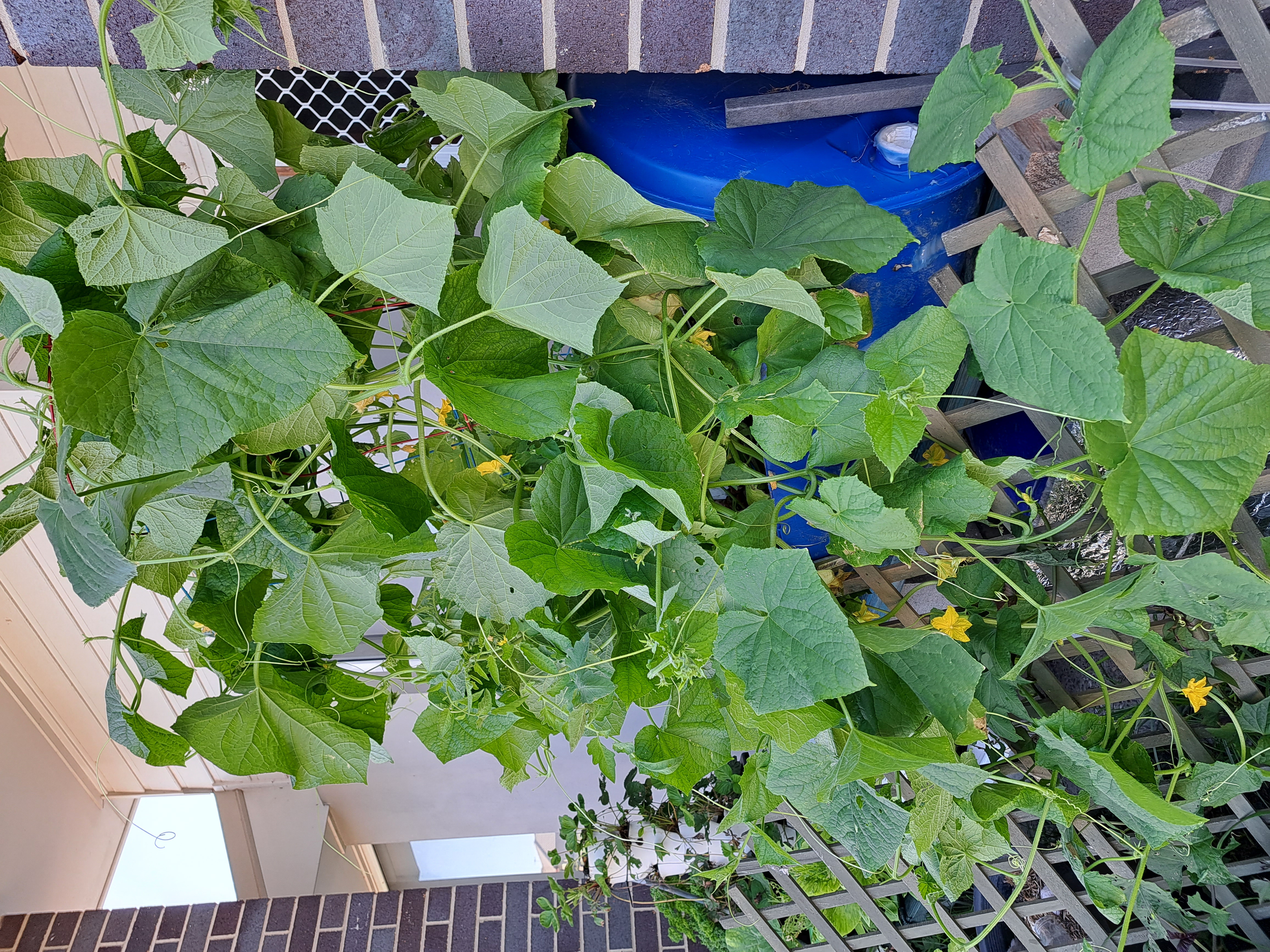 Compact courtyard aquaponics system producing fresh vegetables.