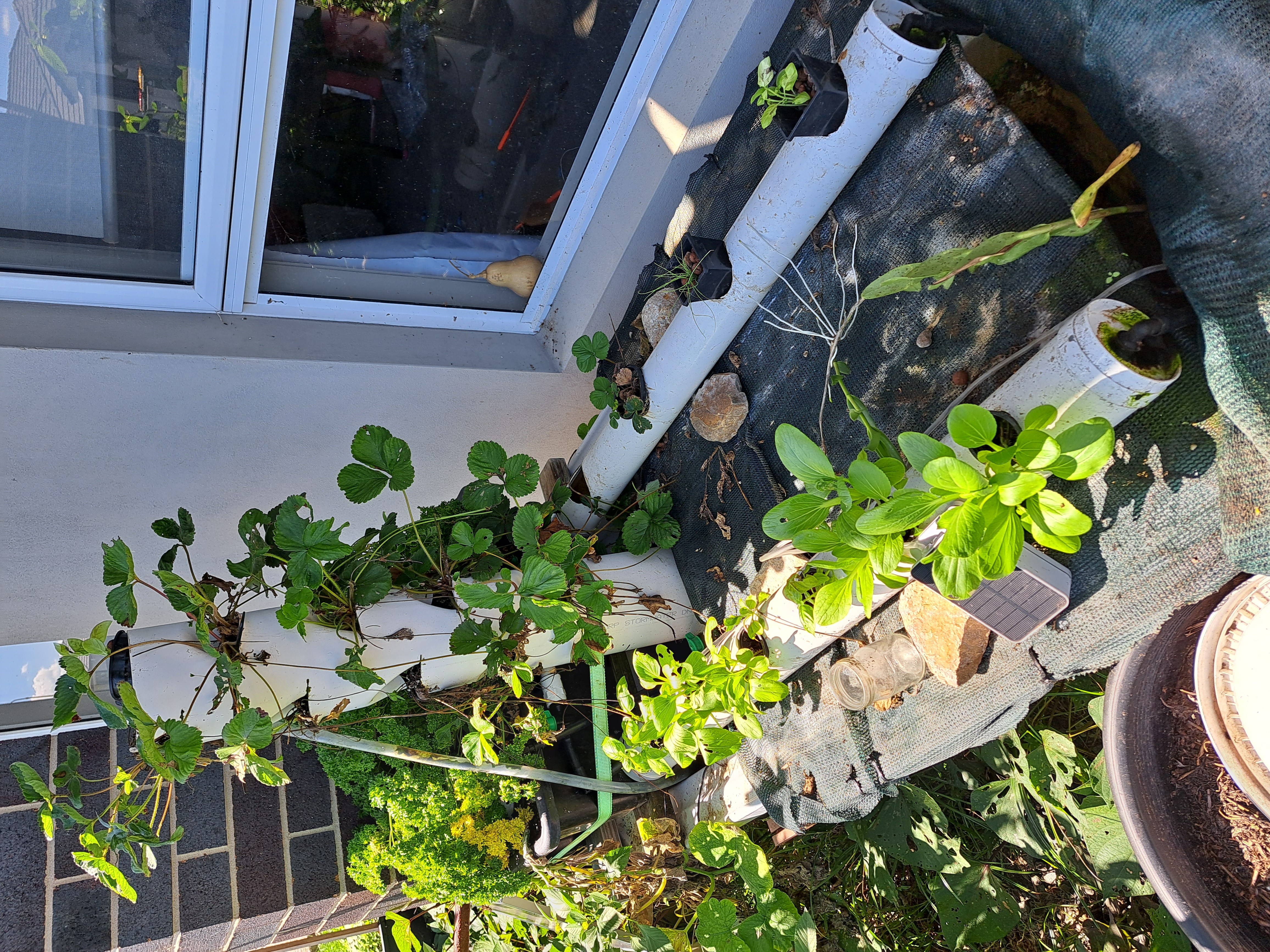 productive backyard aquaponics system with fish and vegetables