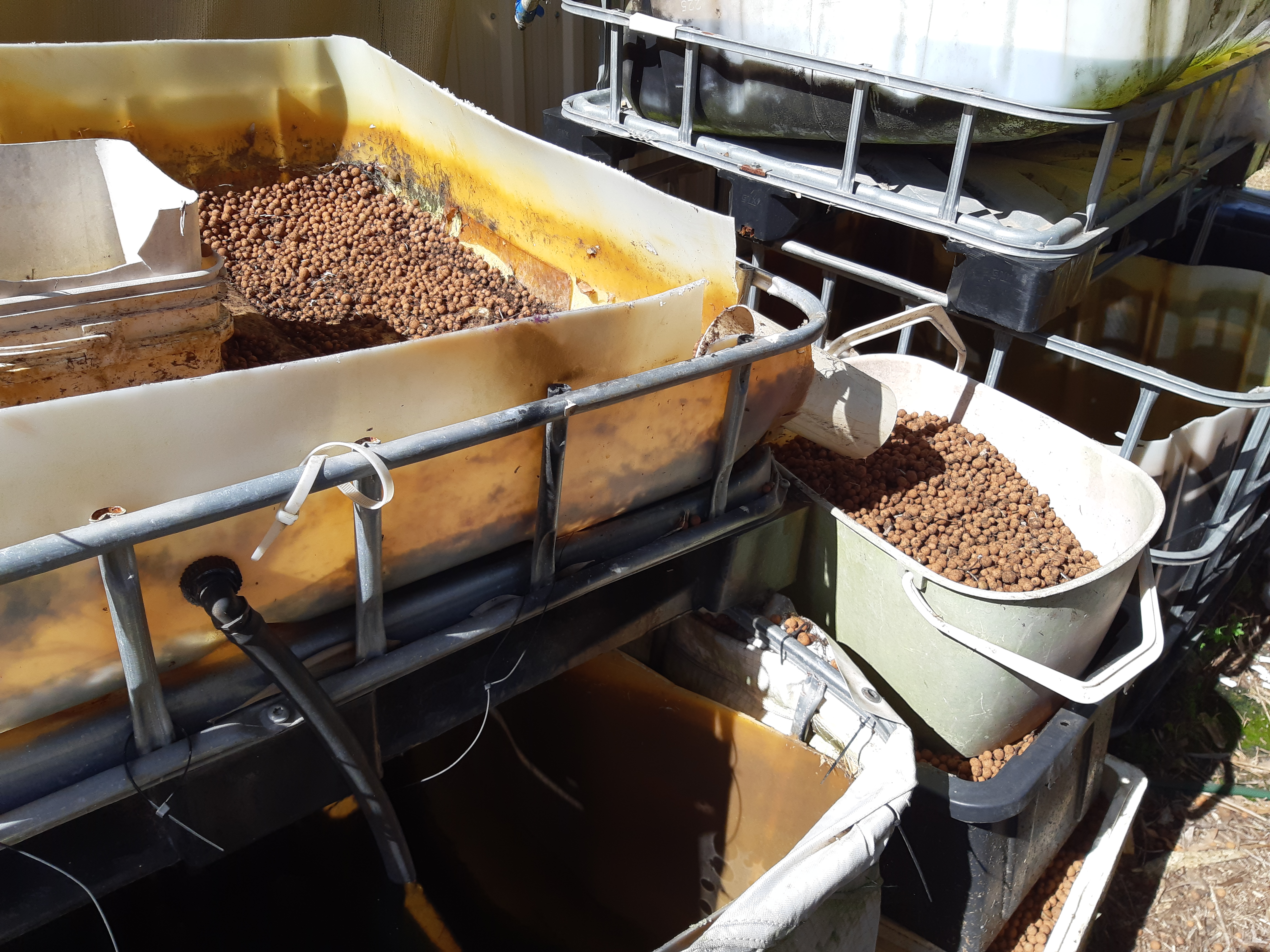 Poor layout impacts aquaponics production
