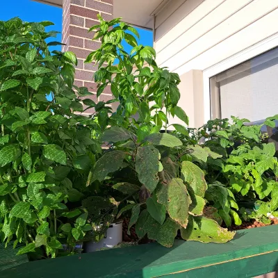Fresh vegies in backyard aquaponics