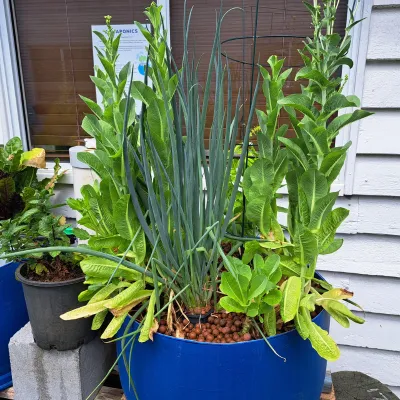 real food in backyard aquaponics