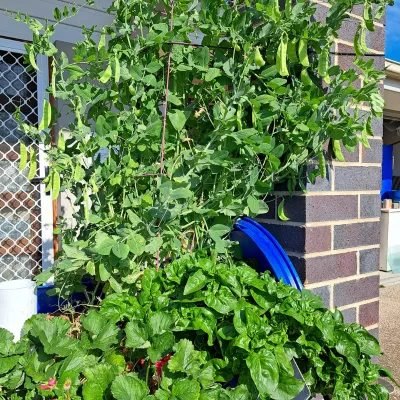 flourishing harvest in backyard aquaponics