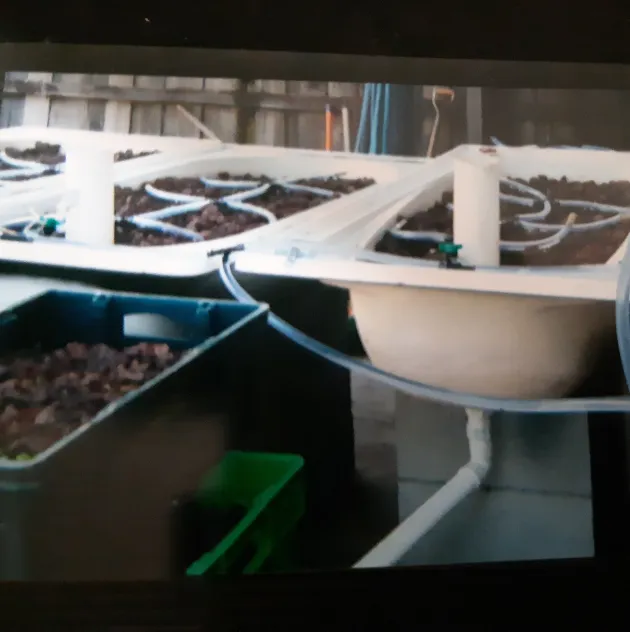One of Candy Alexander's first backyard aquaponics systems built in 2007.
