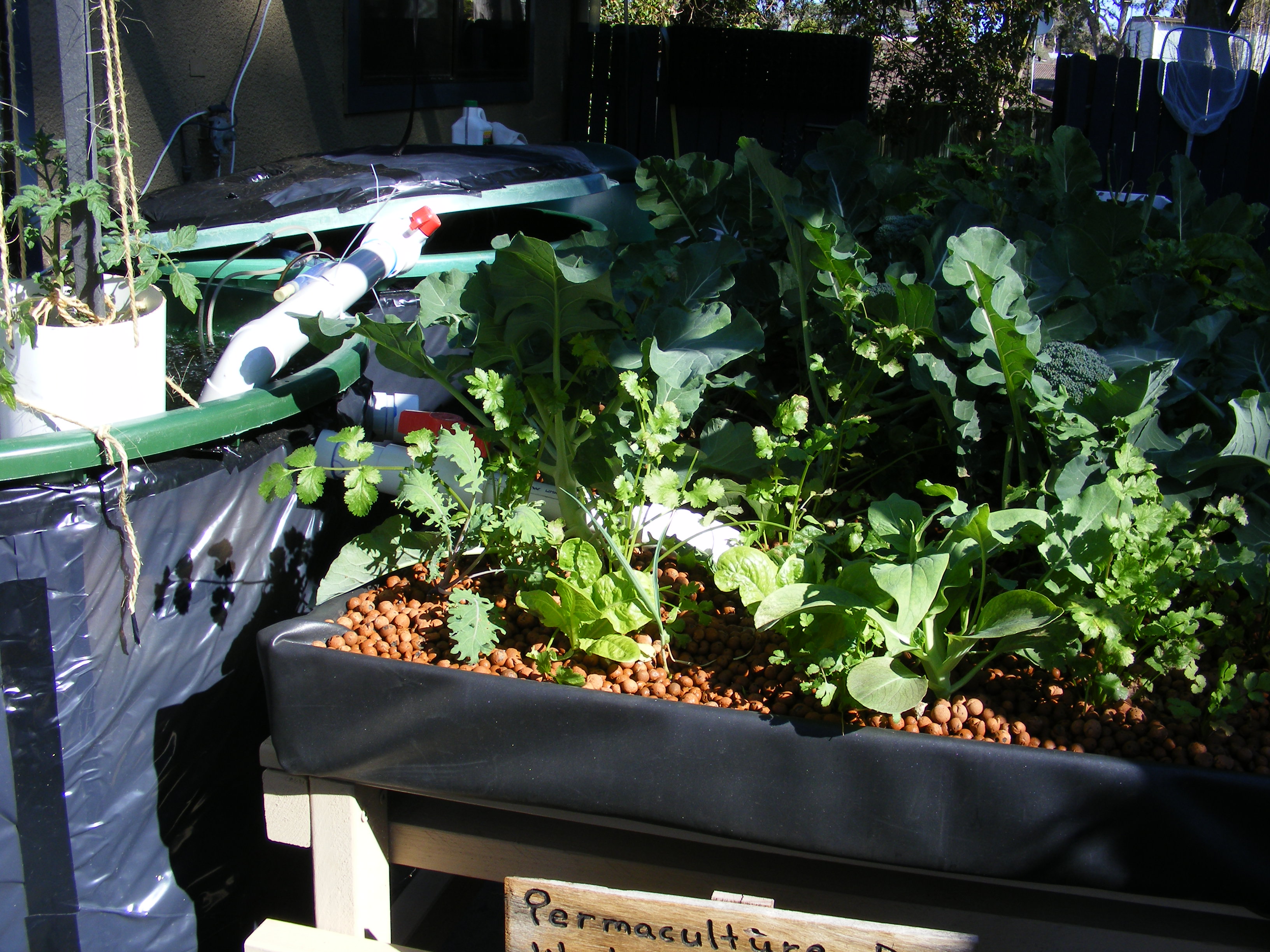 Aquaponics system in a rental with a 8m courtyard