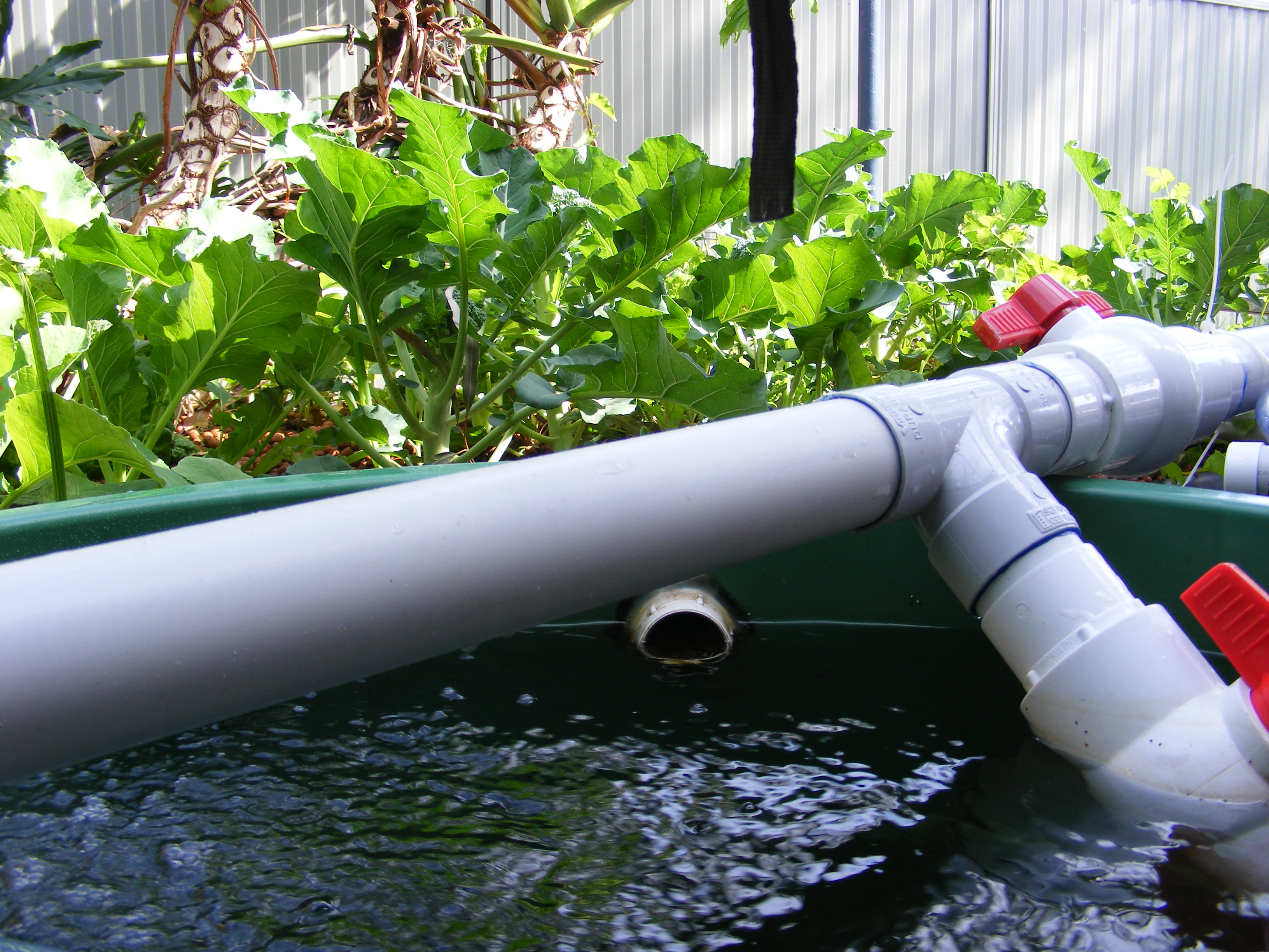 Healthy backyard aquaponics system growing fresh vegetables with valves