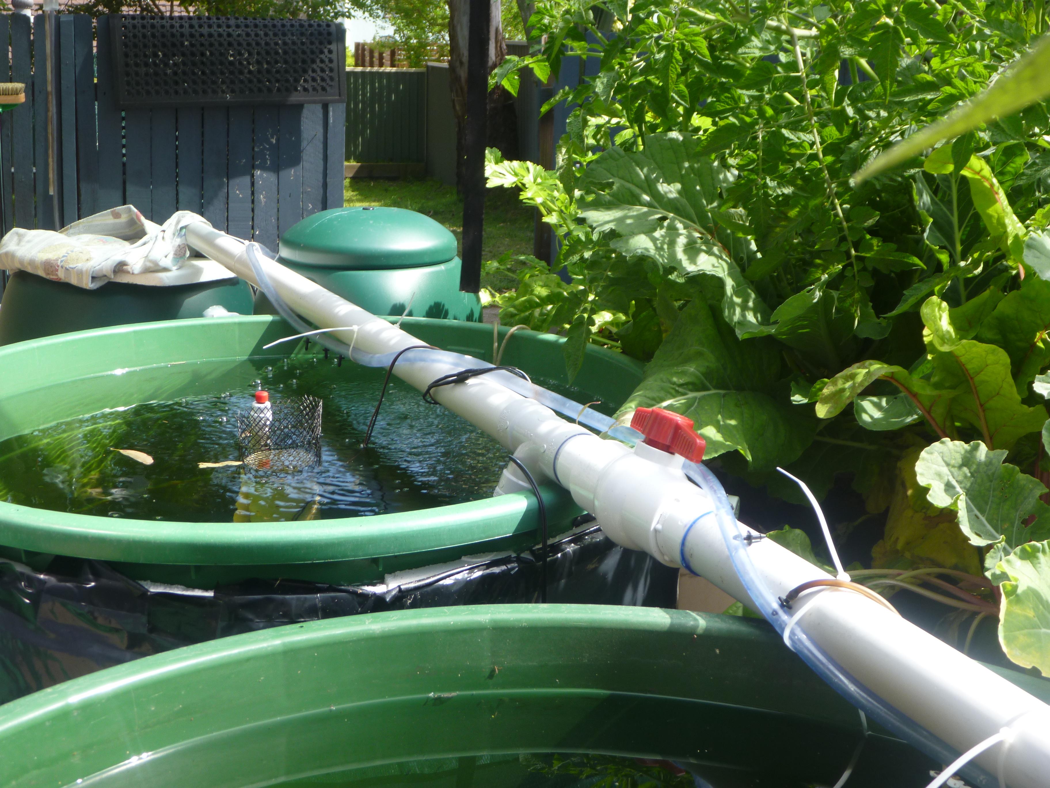 Healthy backyard aquaponics system growing fresh vegetables and fish tanks