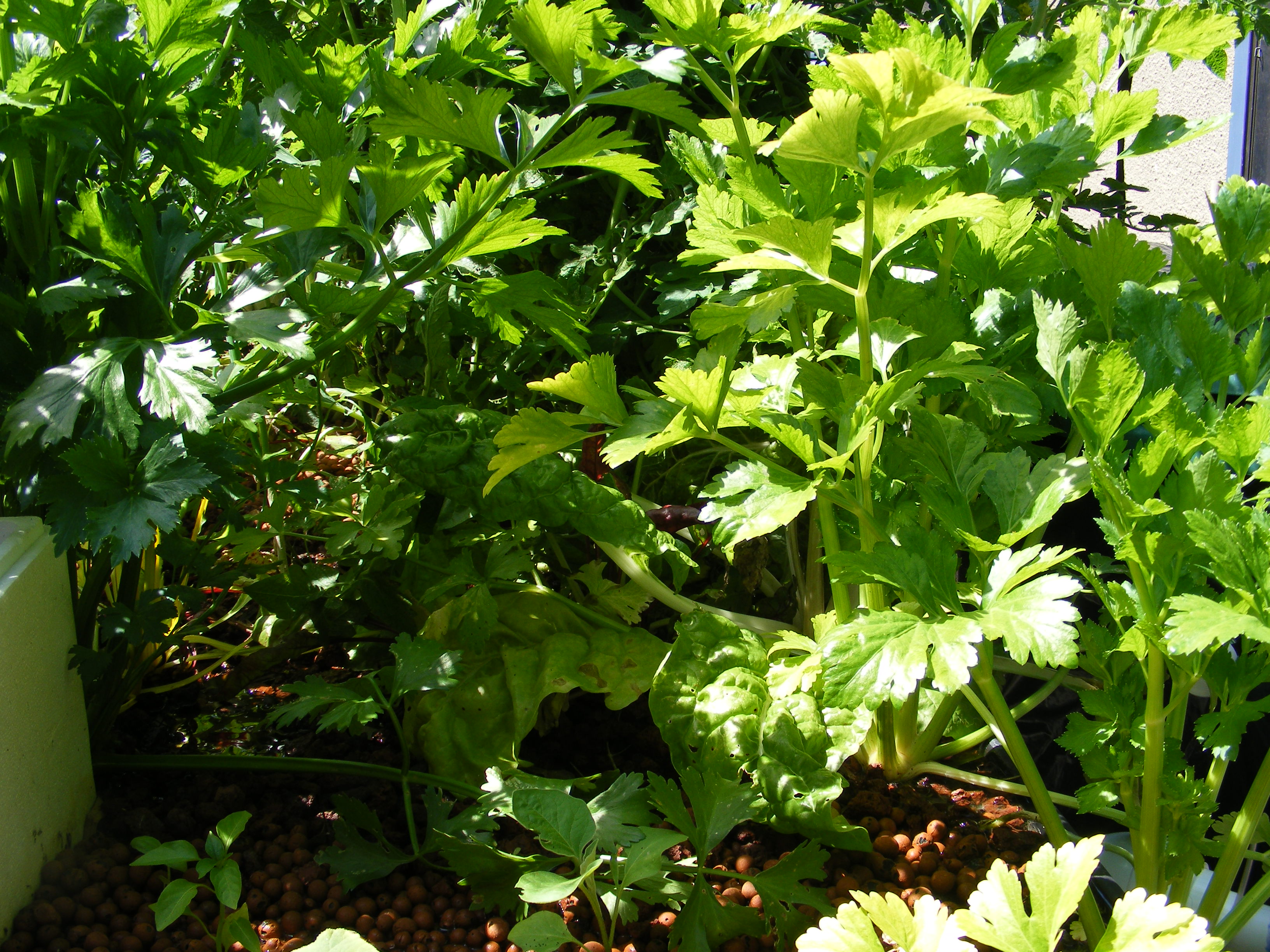 Healthy backyard aquaponics system growing fresh vegetables, strong harvest