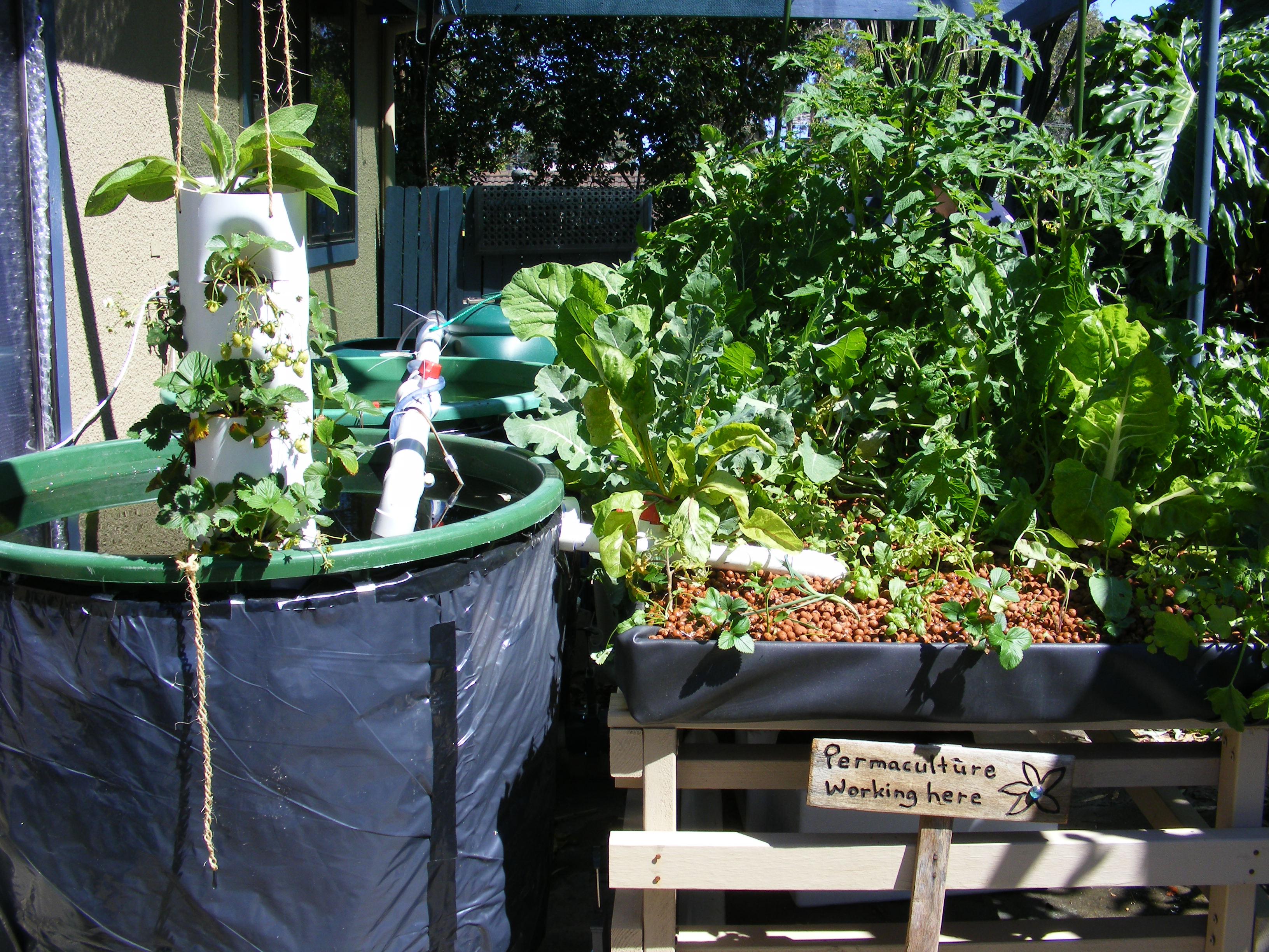 Productive backyard aquaponics system growing fresh vegetables and healthy fish.