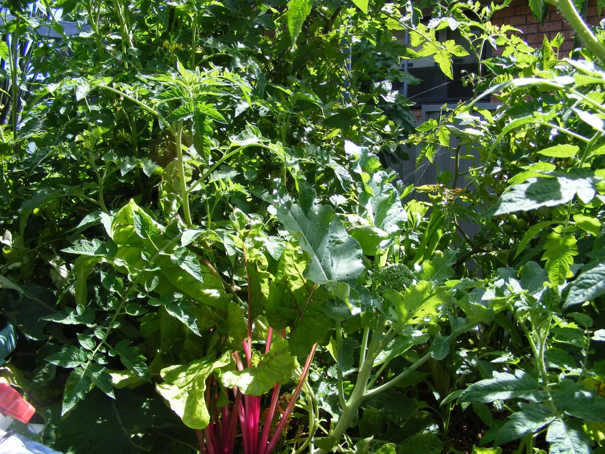 Productive aquaponics system growing tomatoes, broccoli, strawberries and leafy vegetables in a rental property.