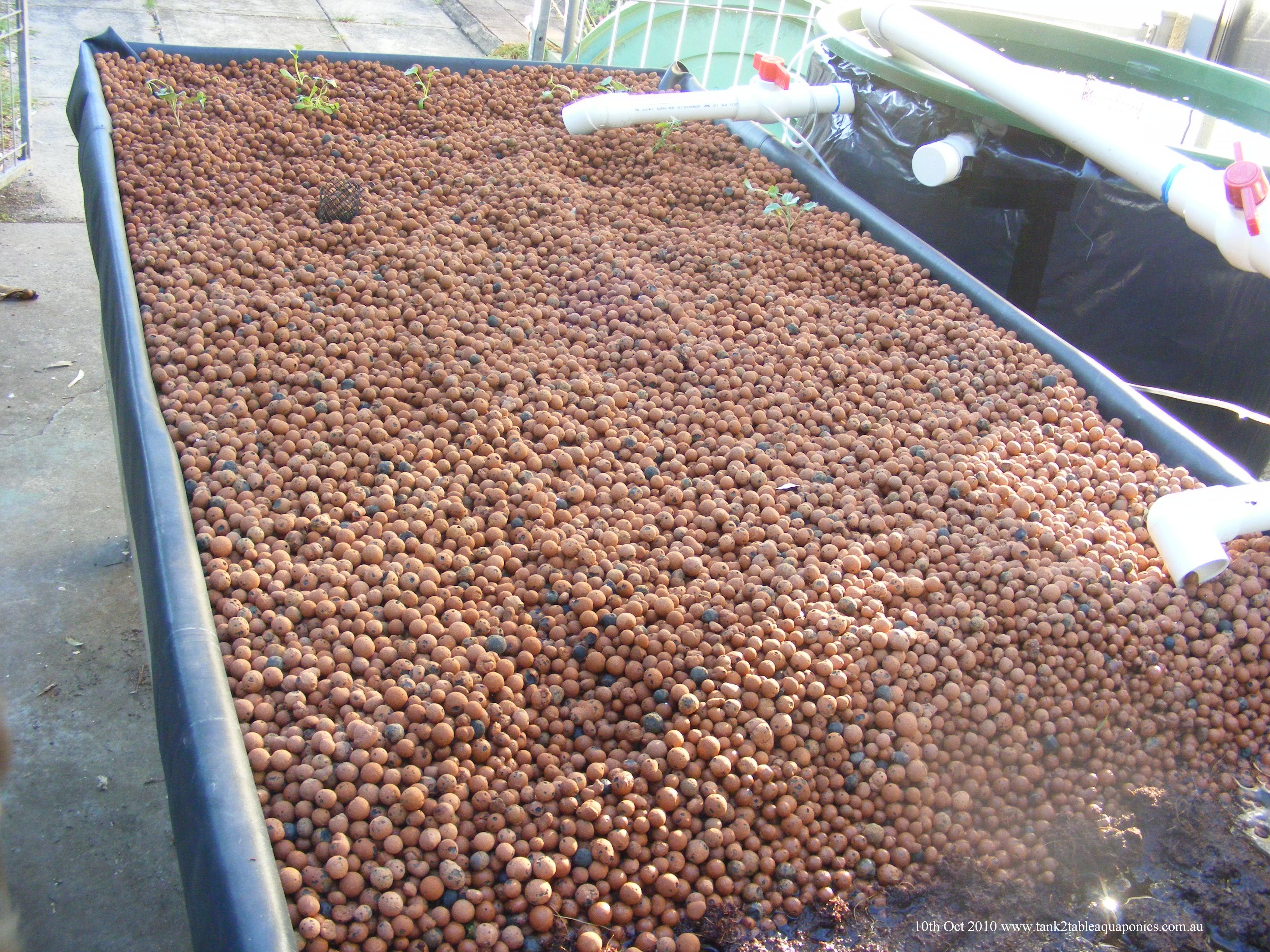 Expanded clay growing media prepared for transporting an aquaponics system
