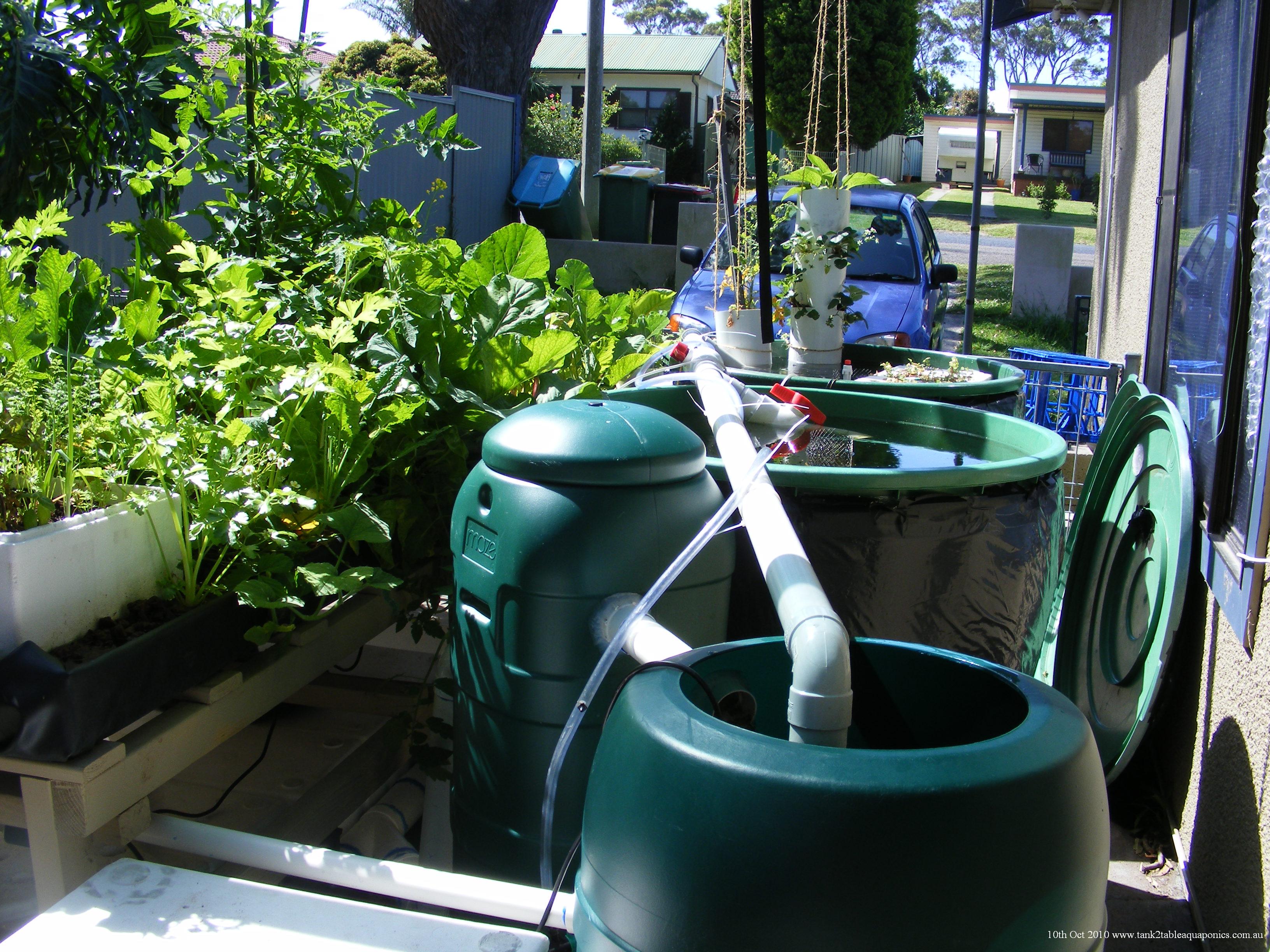 easy backyard aquaponics setup