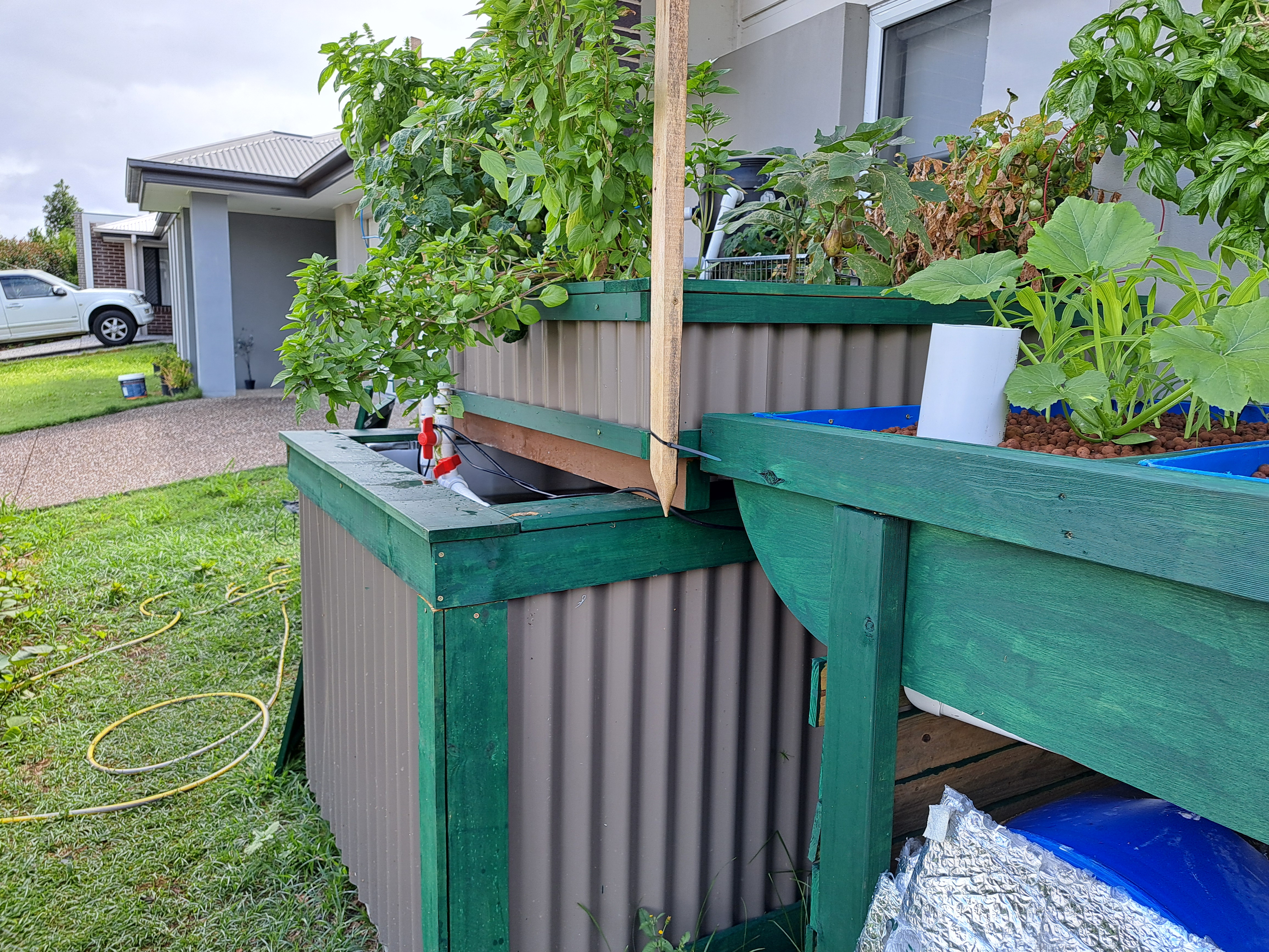 IBC chop and flip aquaponics system with fish tank, grow bed and solids separator running