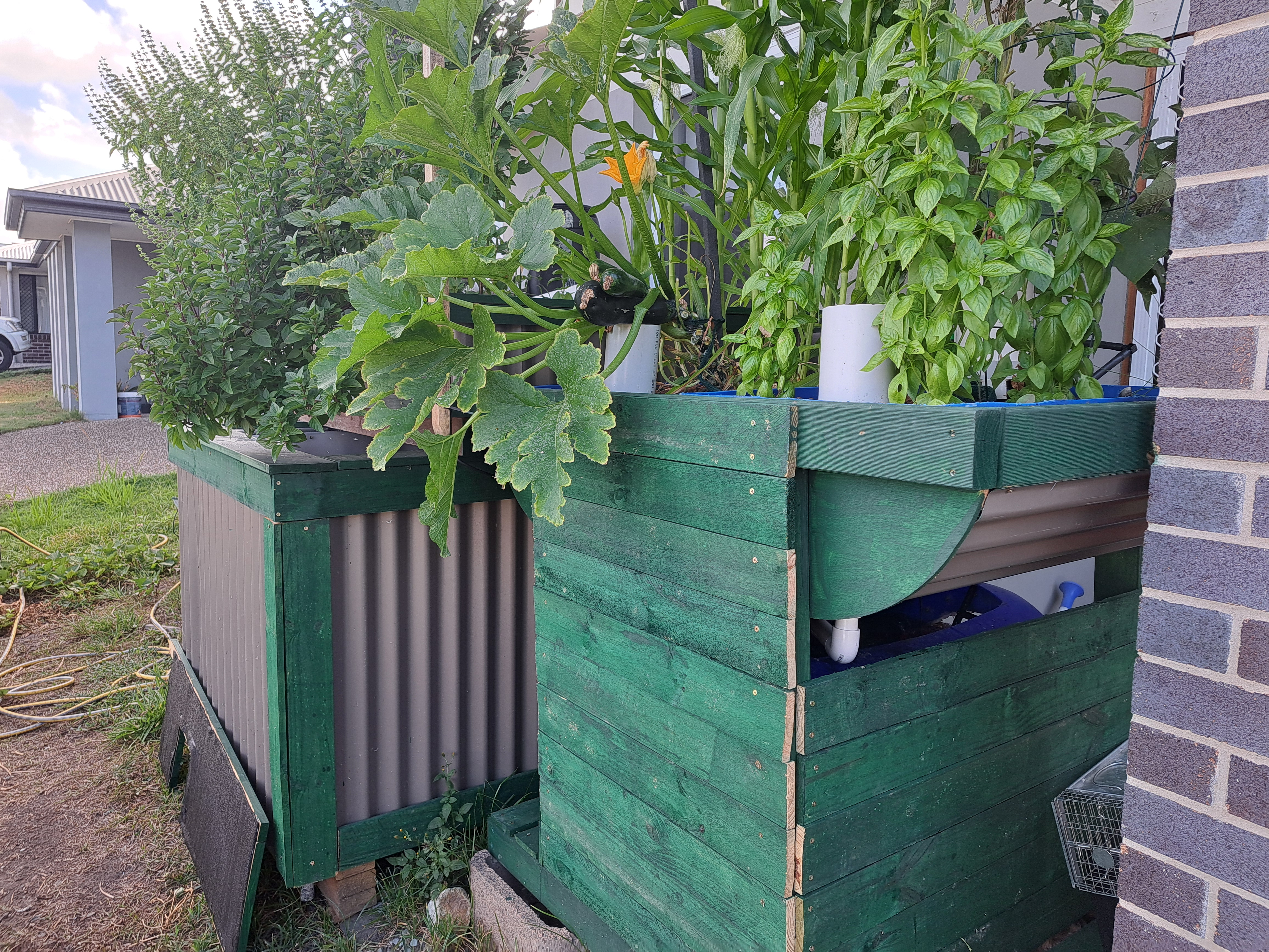 Productive small space aquaponics system growing fresh vegetables in a compact backyard