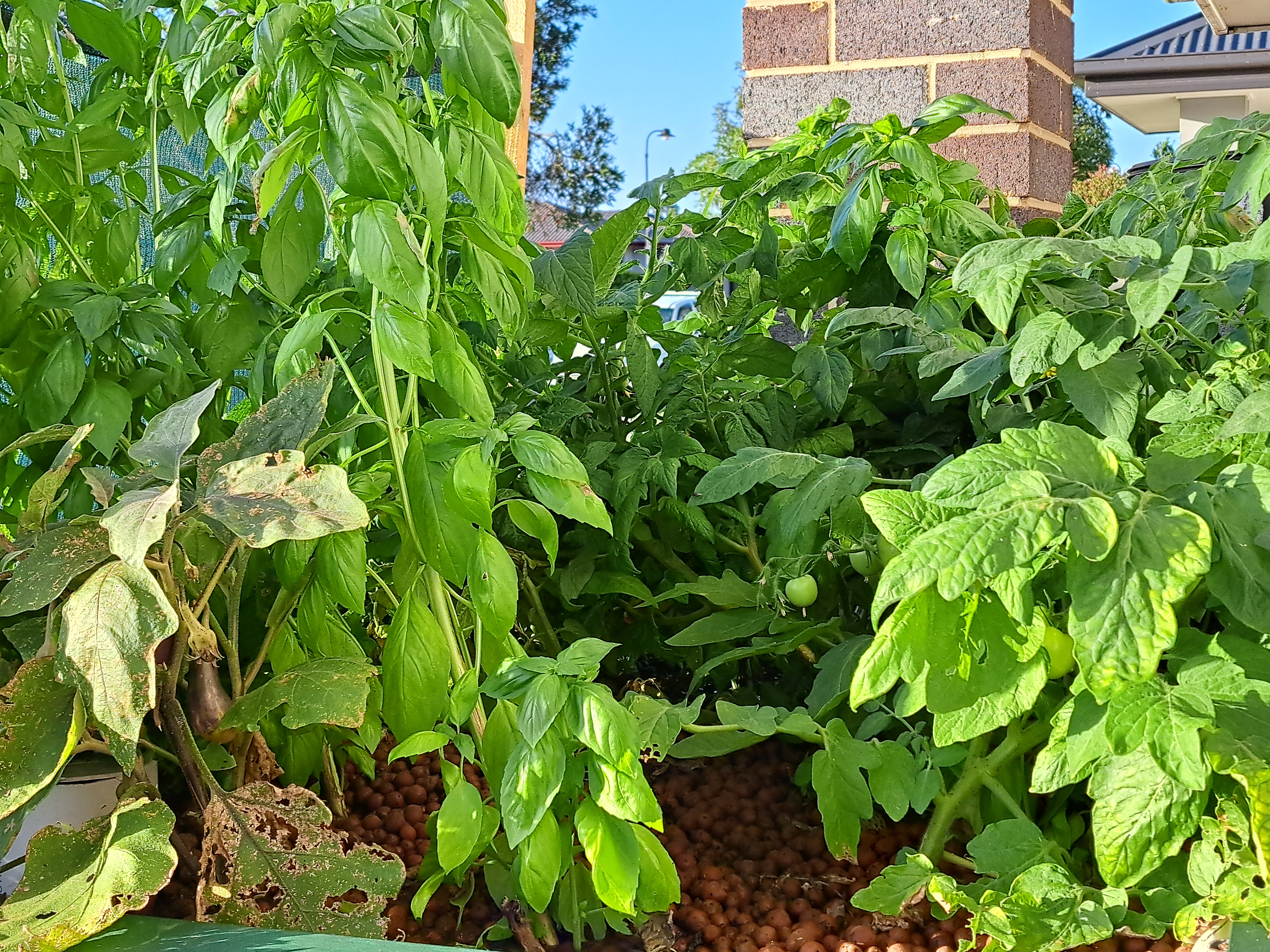 Health harvest with backyard aquaponics