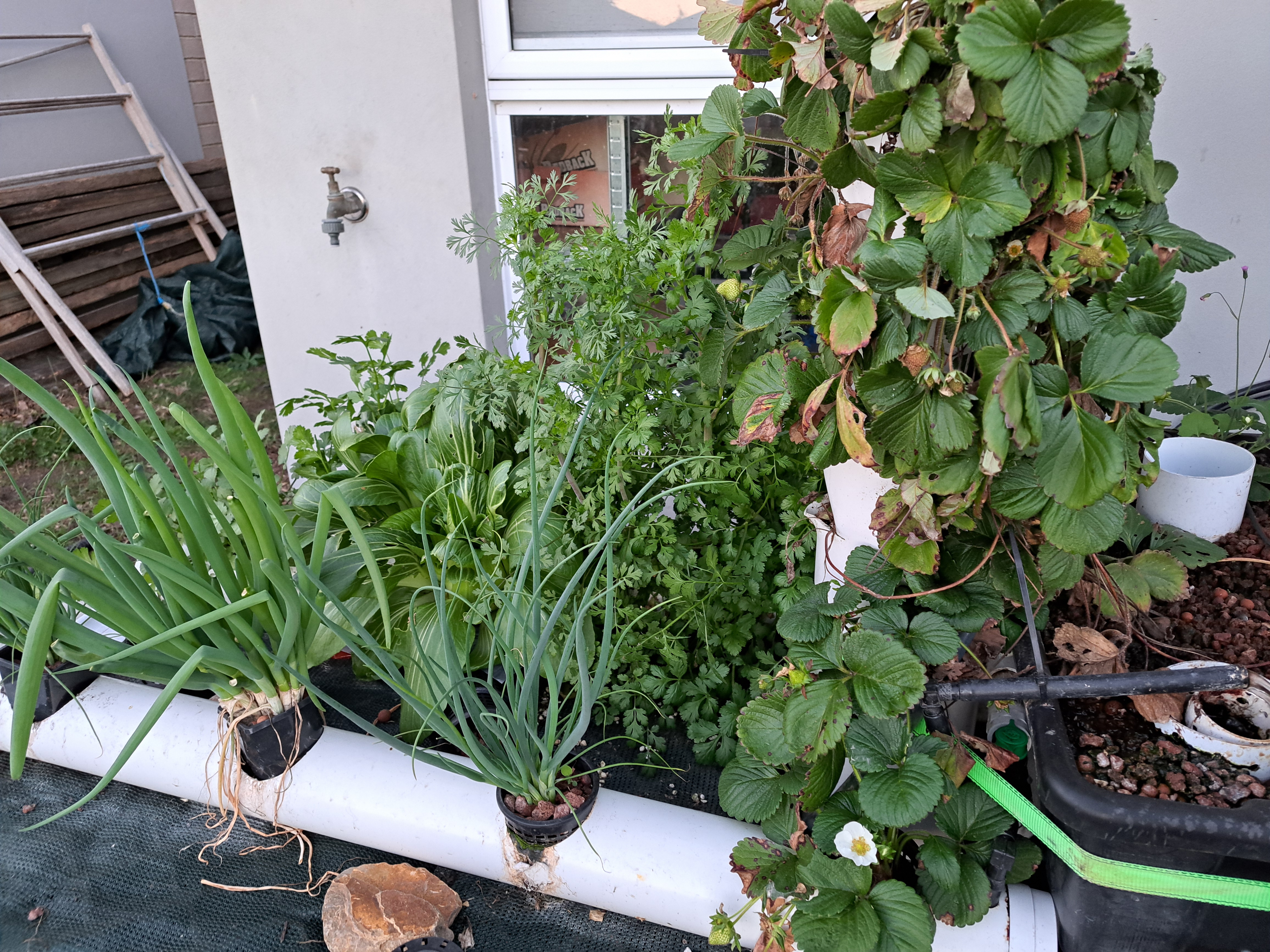 Recycled backyard aquaponics systems showing that there is no single correct design.
