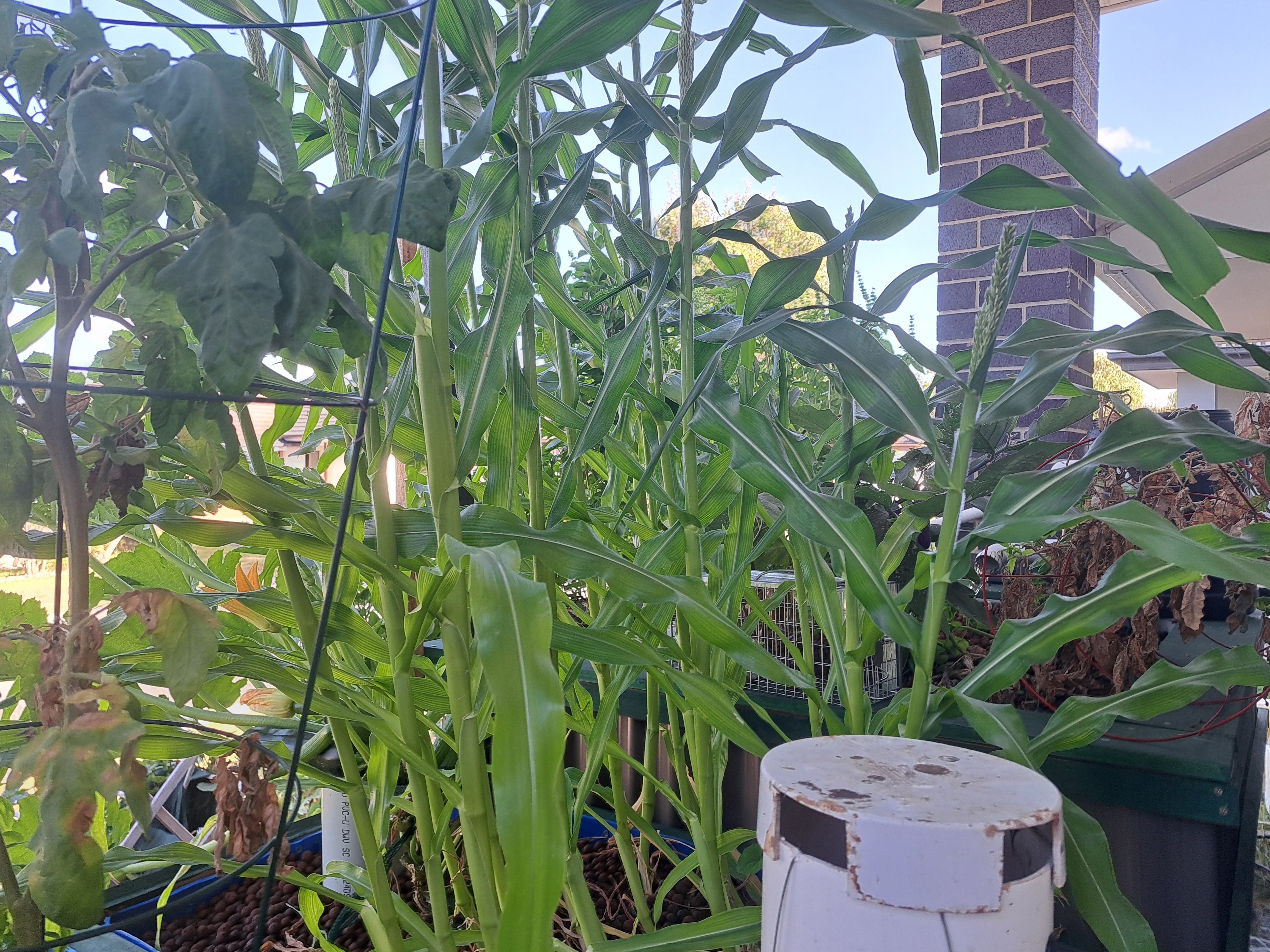 Productive small space aquaponics system growing fresh corn in a compact backyard