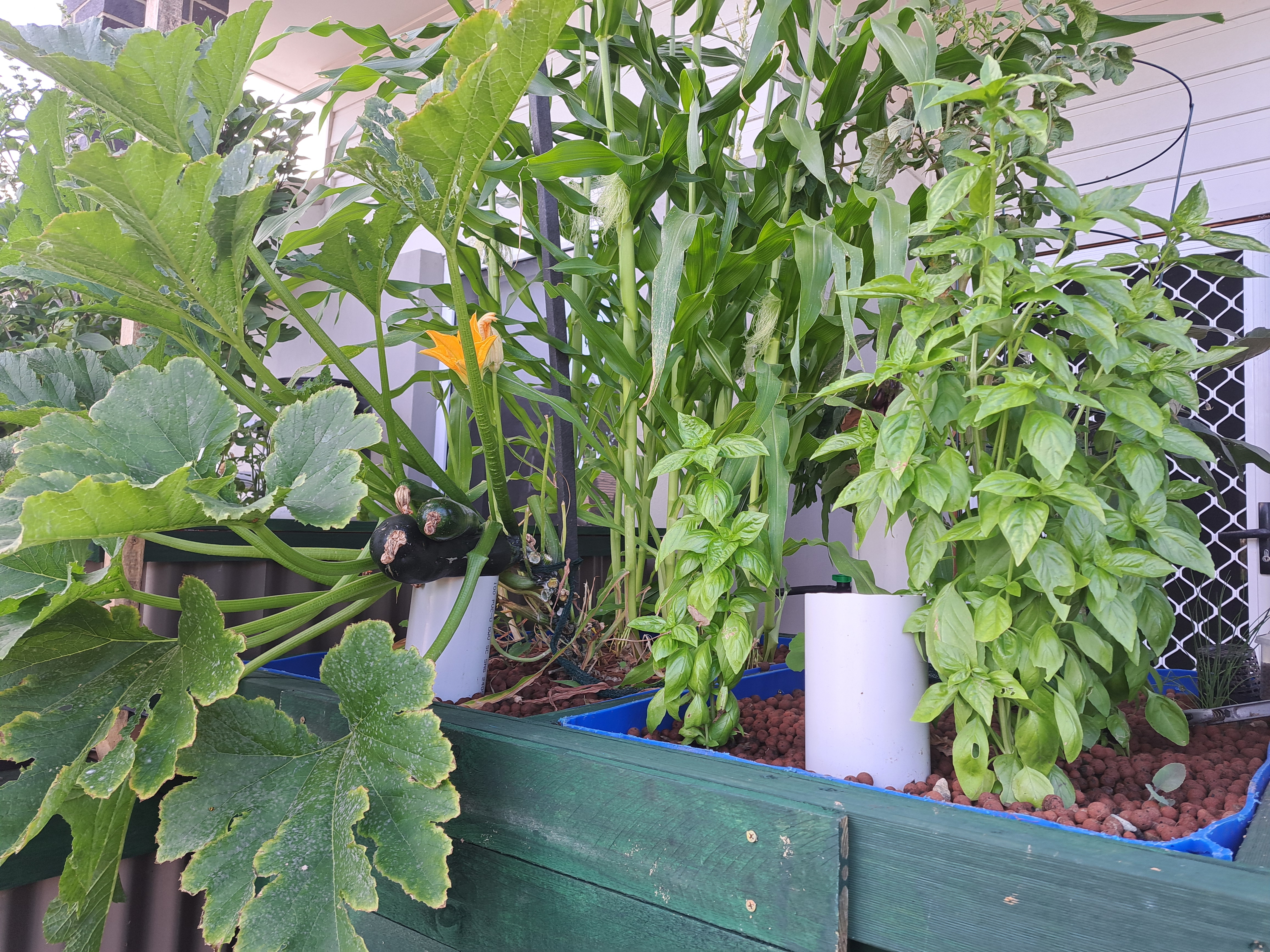 backyard aquaponics grows real food for your family