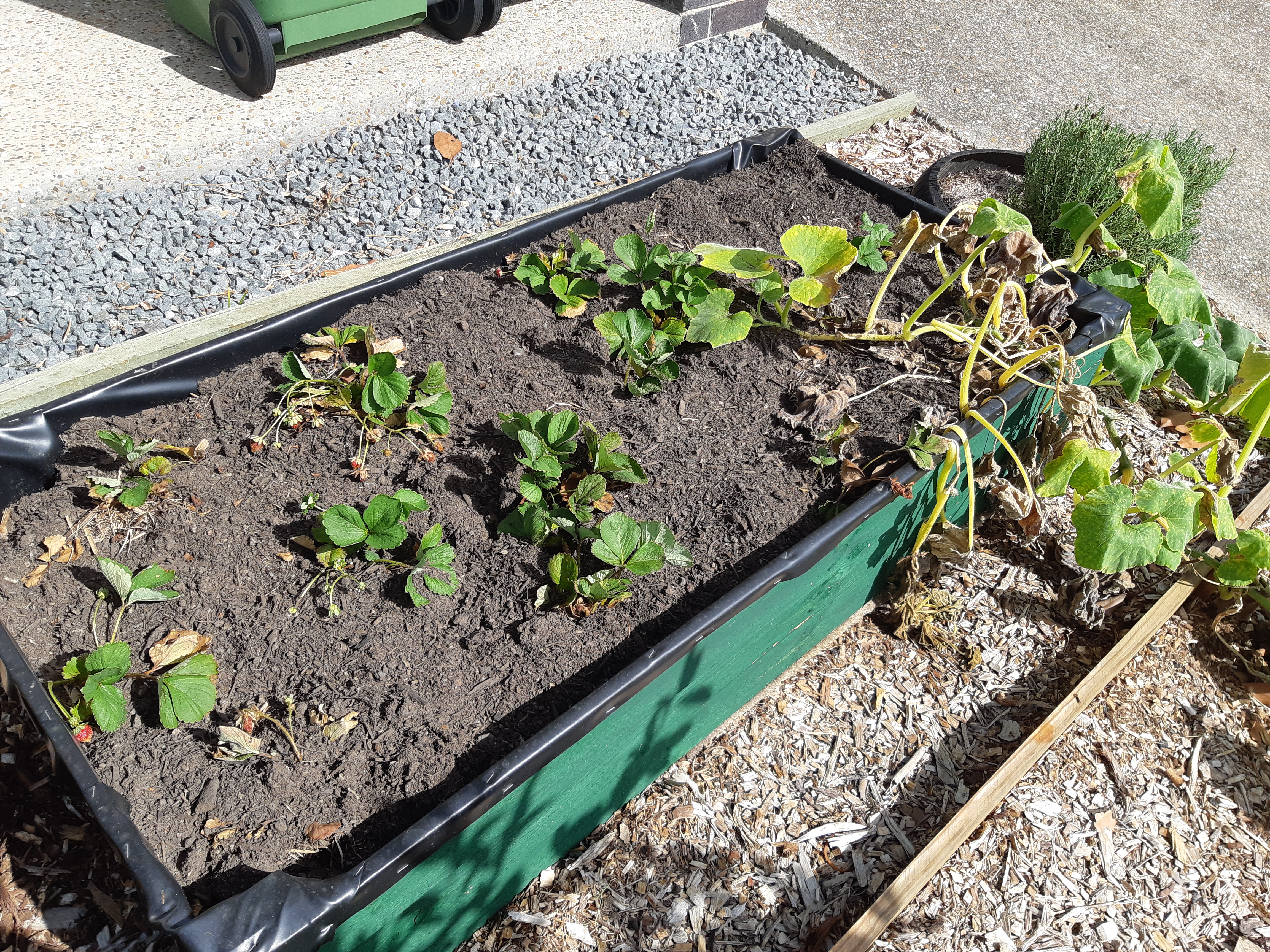 Traditional raised vegetable garden beside a productive backyard aquaponics grow bed.