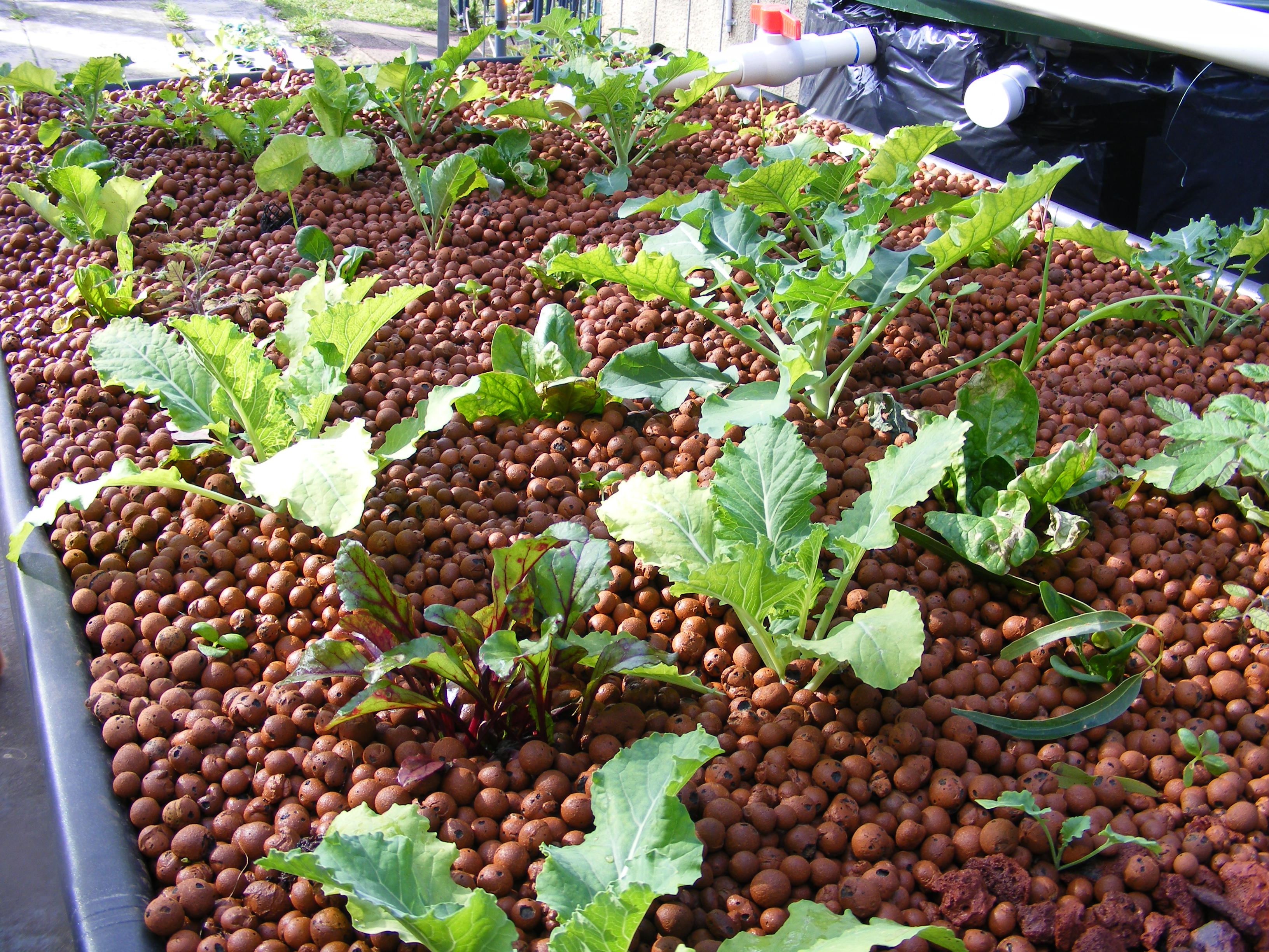 Expanded clay growing media inside a backyard aquaponics grow bed.