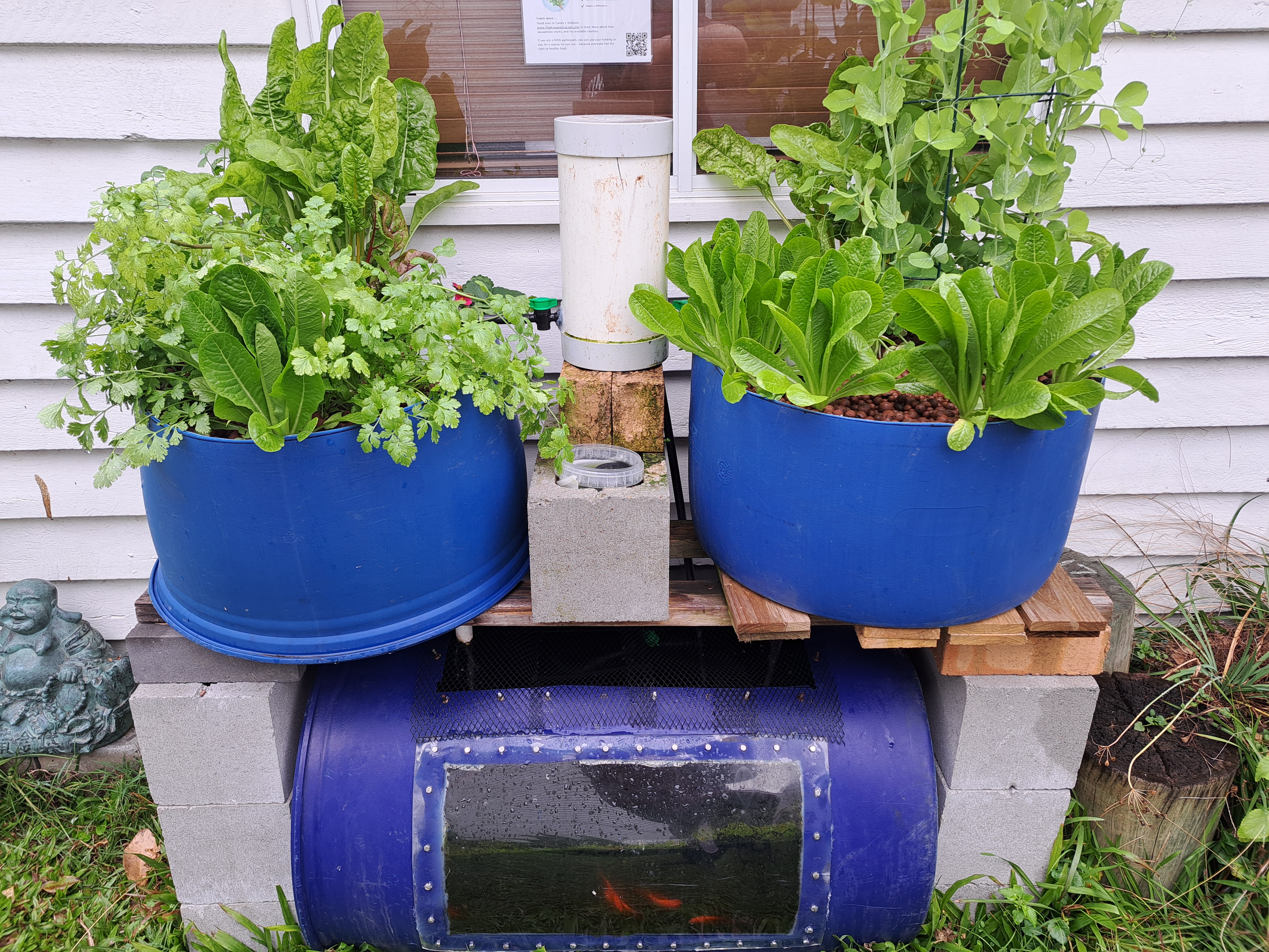 Fish, plant roots and beneficial bacteria working together in a backyard aquaponics ecosystem