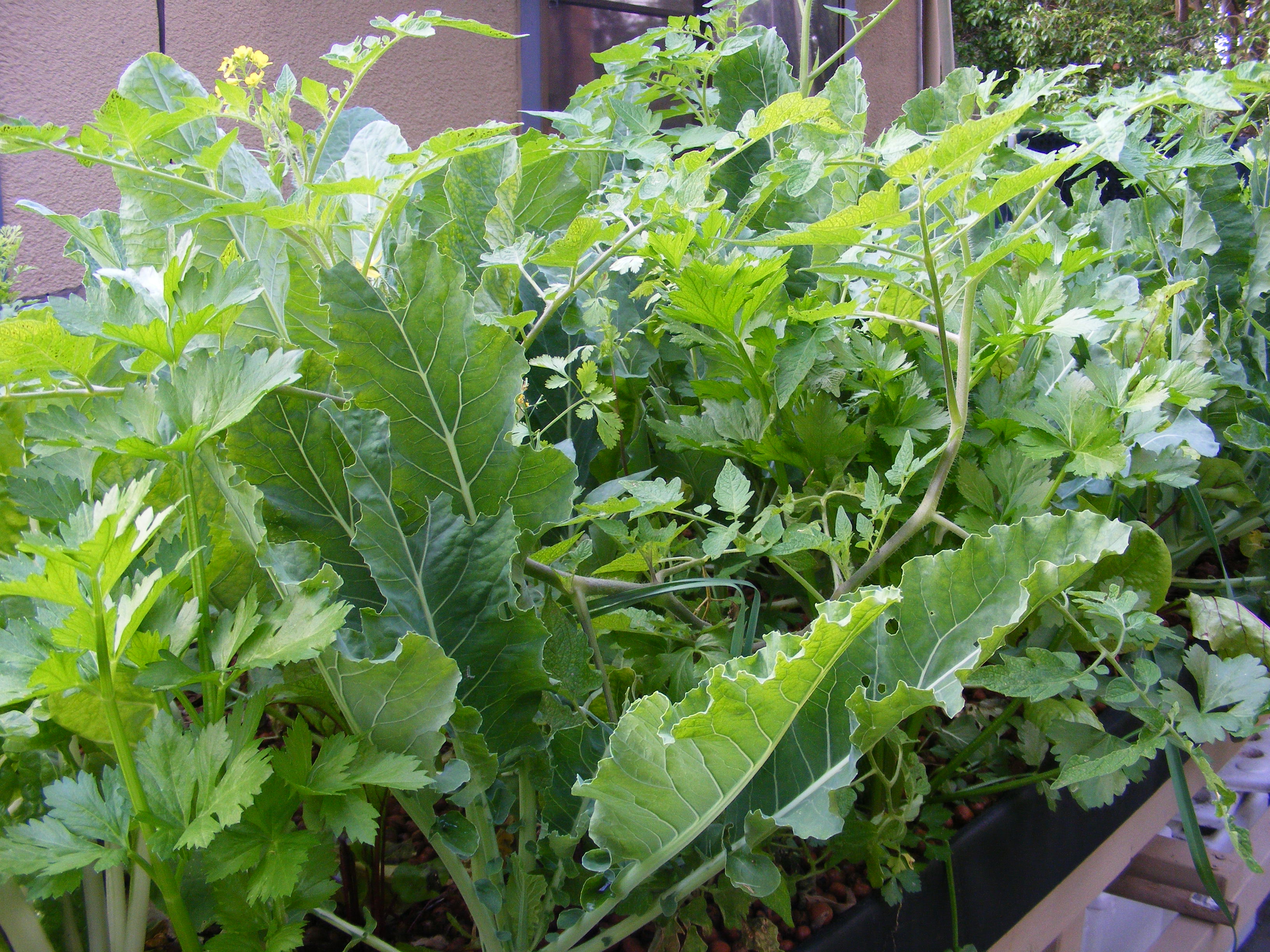 easy backyard aquaponics harvest