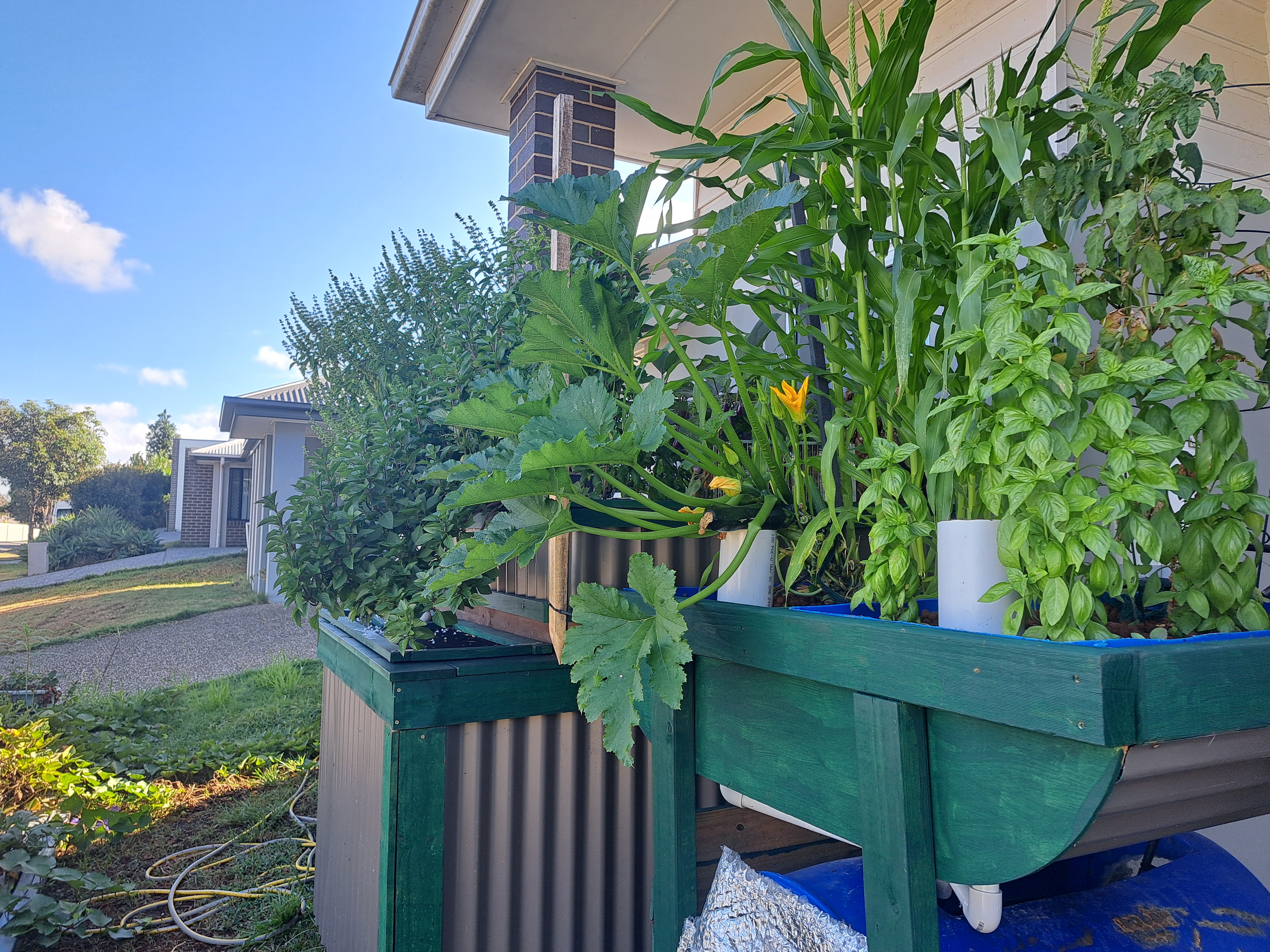 A simple backyard aquaponics system growing vegetables beside a fish tank in a suburban backyard