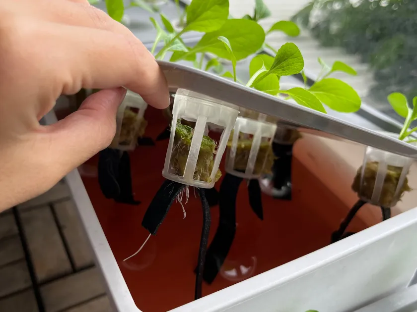 Comparison between a hydroponic growing system and a backyard aquaponics system.