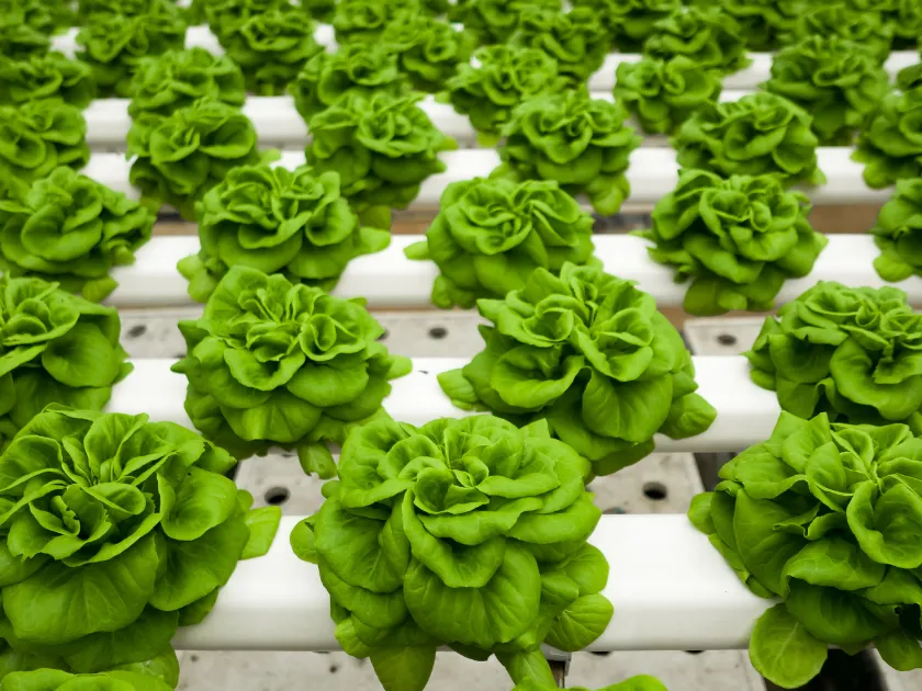 commercial aquaponics and farming