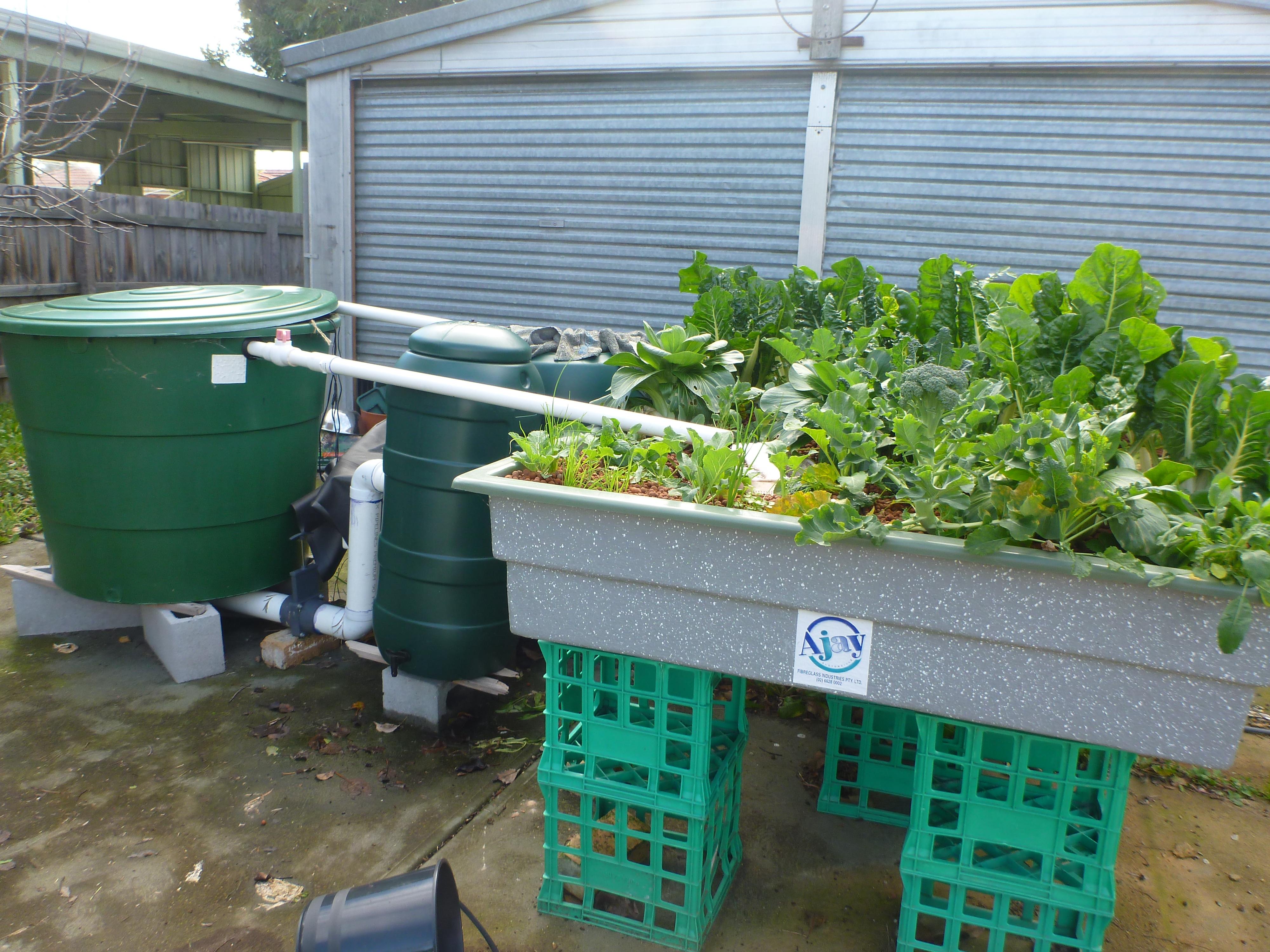 When you cannot have a soil garden you can have aquaponics