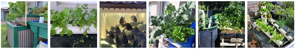 Overview of the topics covered in the Backyard Aquaponics Mini Course.