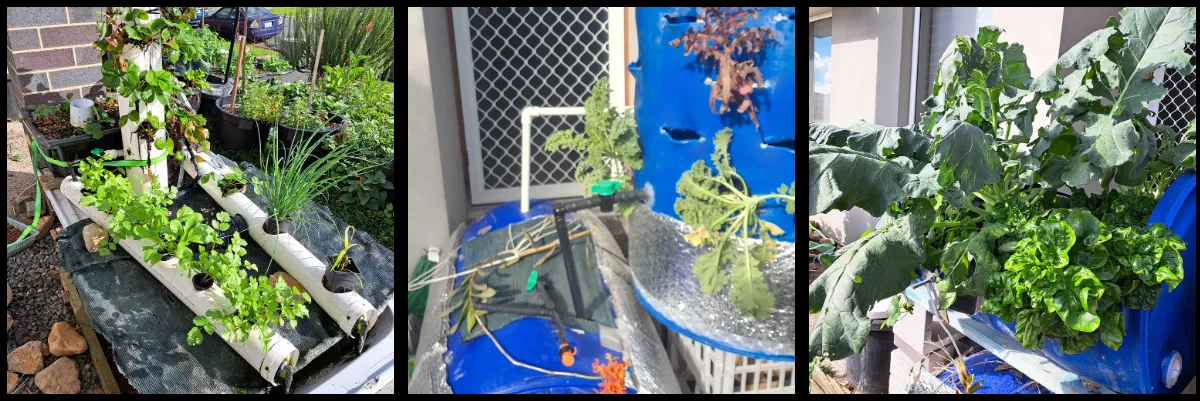 Different backyard aquaponics system designs showing there is no single correct way to build.
