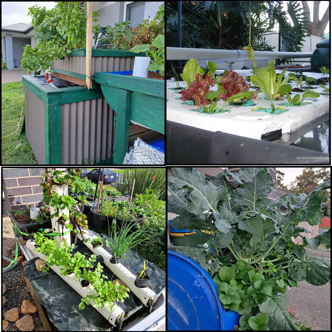 Different backyard aquaponics systems demonstrating the range of concepts covered throughout the course.