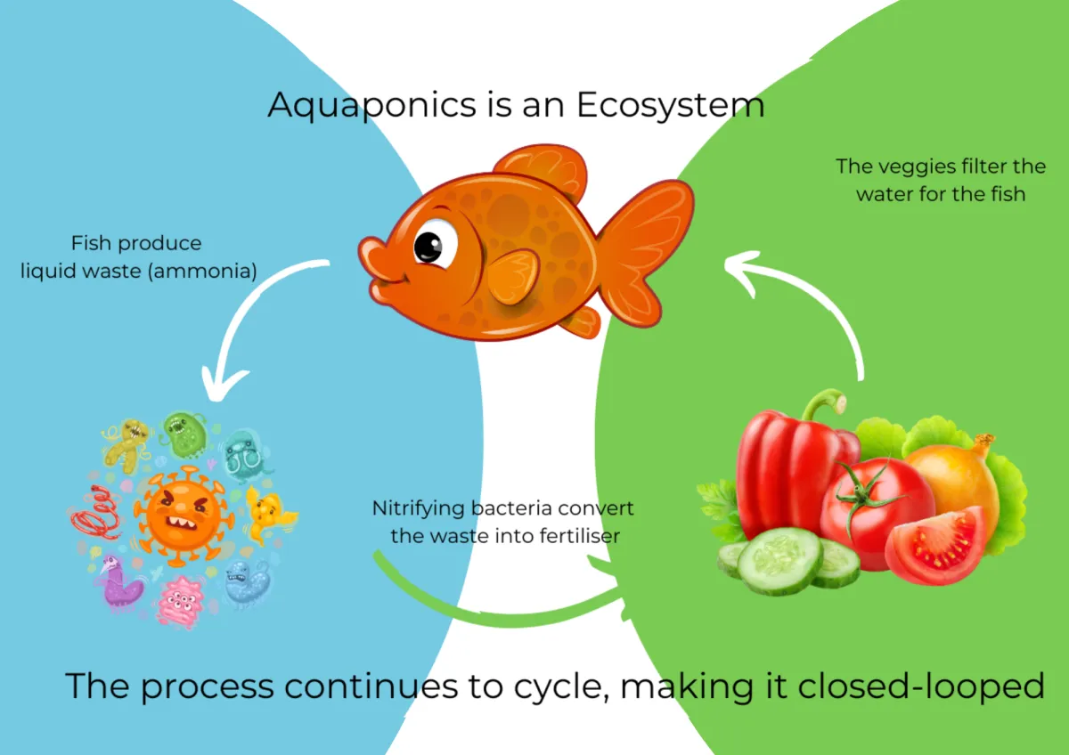 Simple diagram showing how fish, bacteria and plants work together in an aquaponics ecosystem.