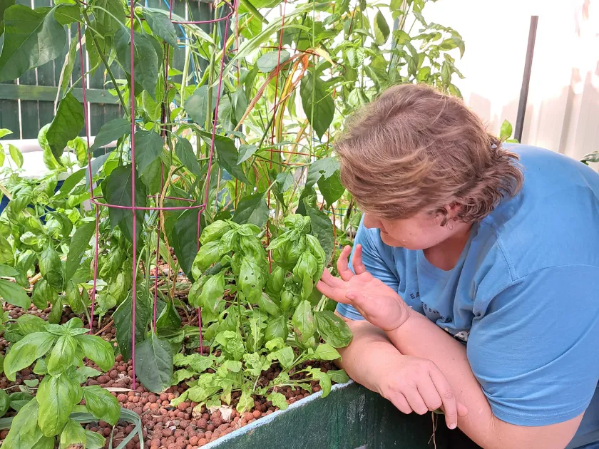 Peaceful aquaponics garden with flowing water fish and plants