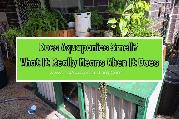 Does Aquaponics Smell? What It Really Means When It Does