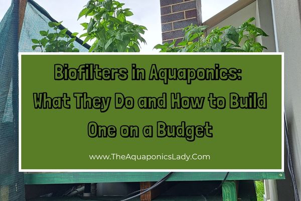 Biofilters in Aquaponics: What They Do and How to Build One on a Budget
