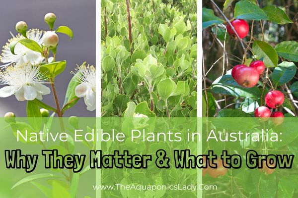 Native Edible Plants in Australia: Why They Matter and What to Grow