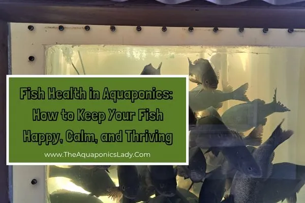 Fish Health in Aquaponics: Signs of Stress, Illness and Prevention