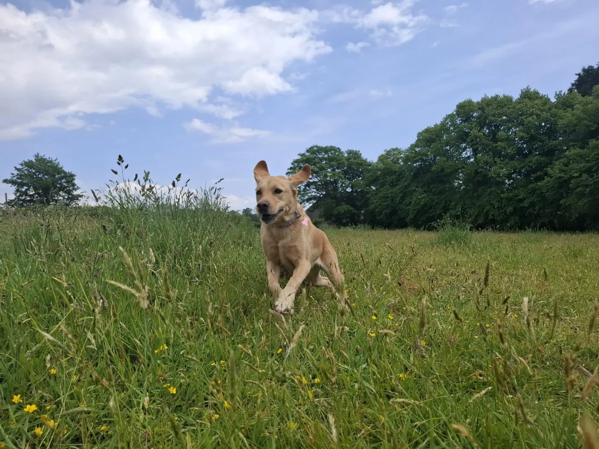 a large white dog standing in the snow