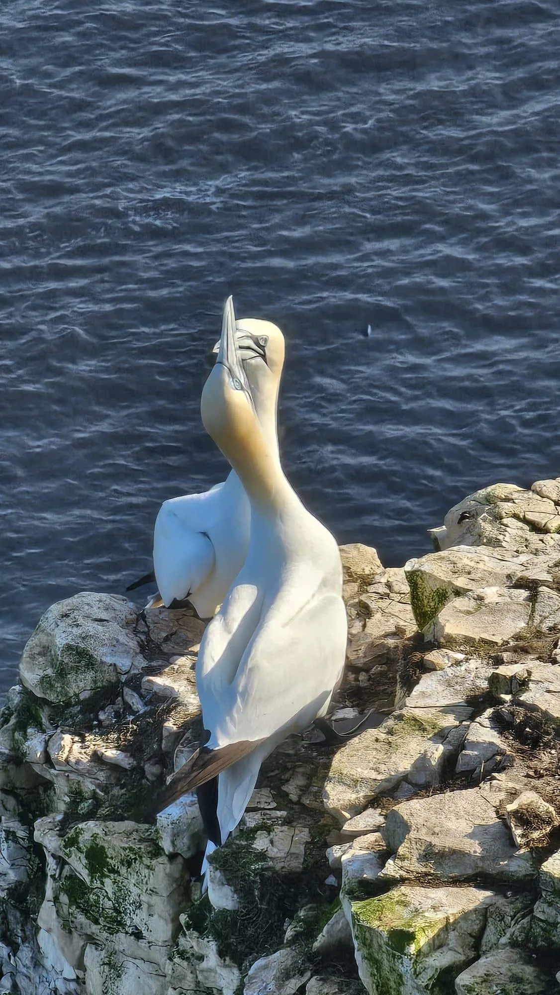 The gannets are back!