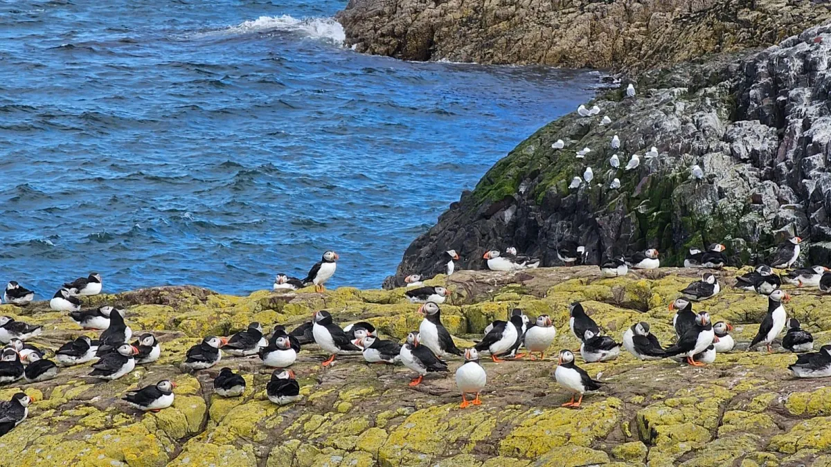 Northumbrian Adventures