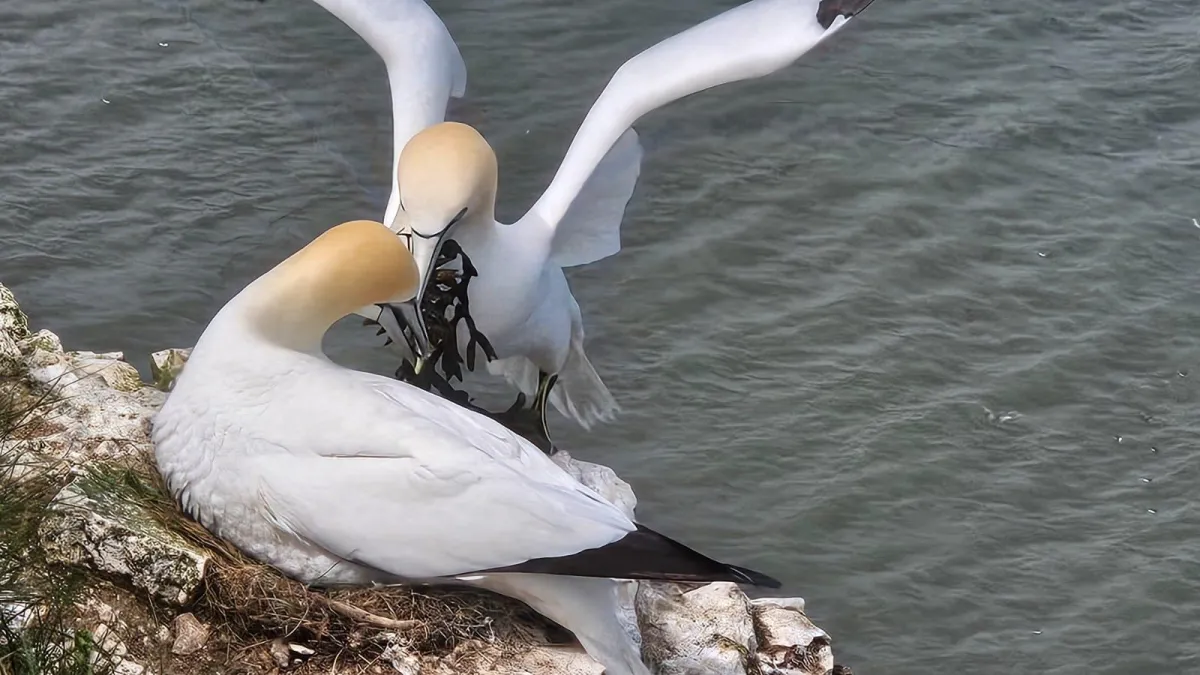Glorious gannets and self-kindness.