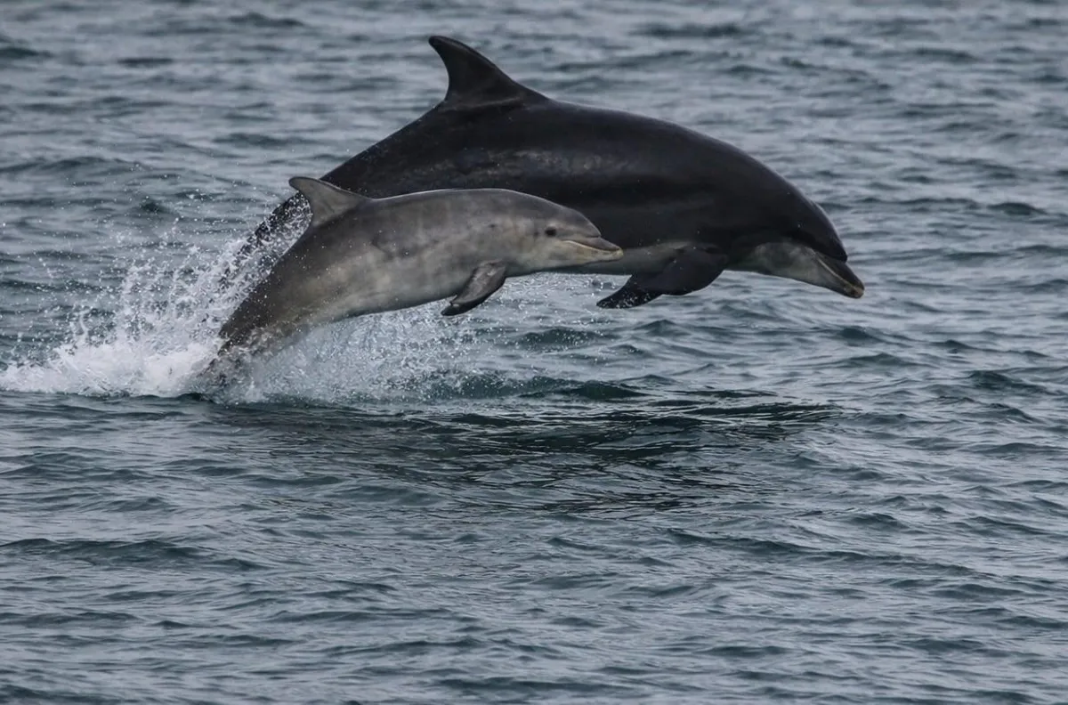 Thunderstorms, dolphins and self-kindness.