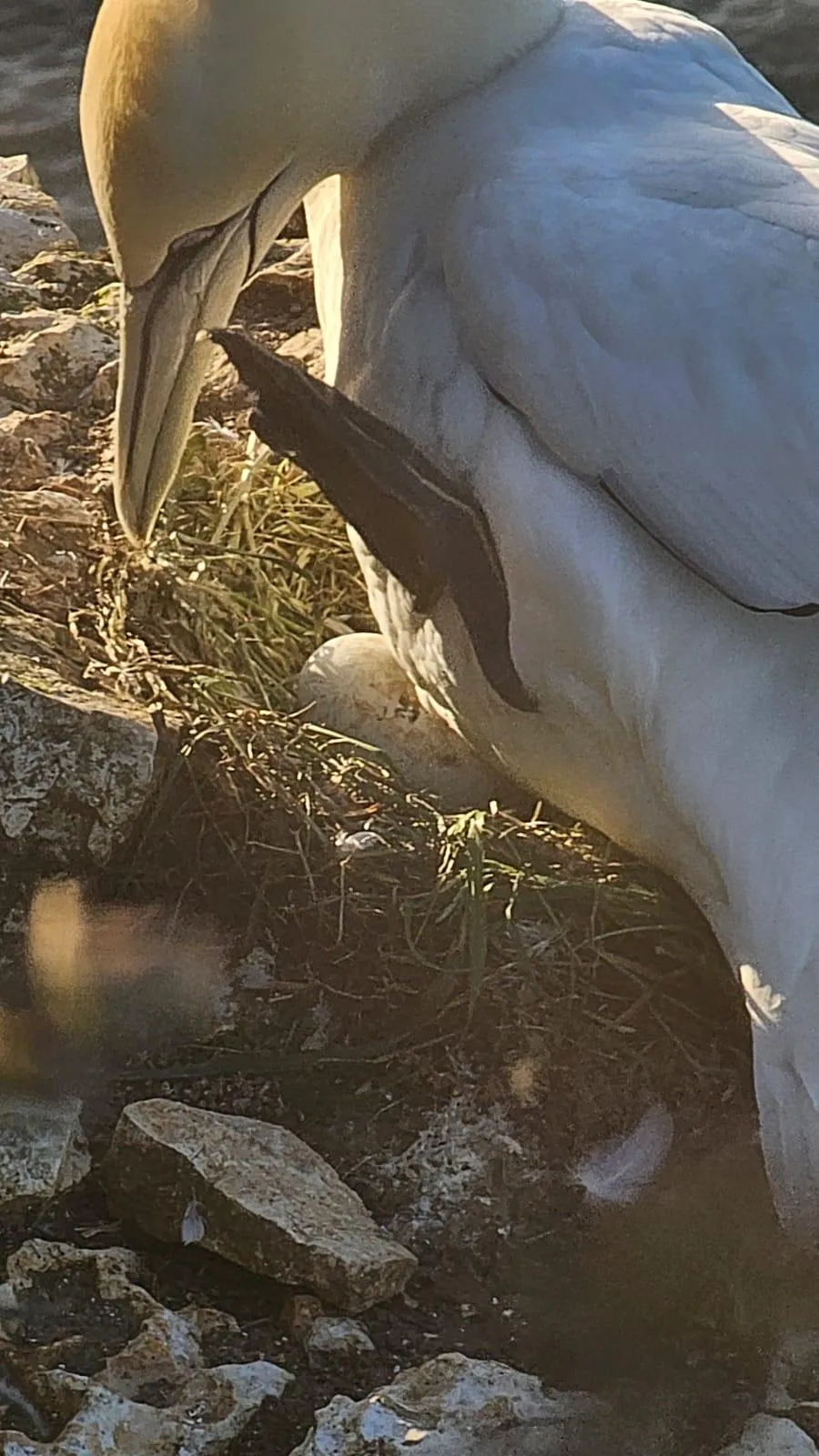 Gannets and inspiration.